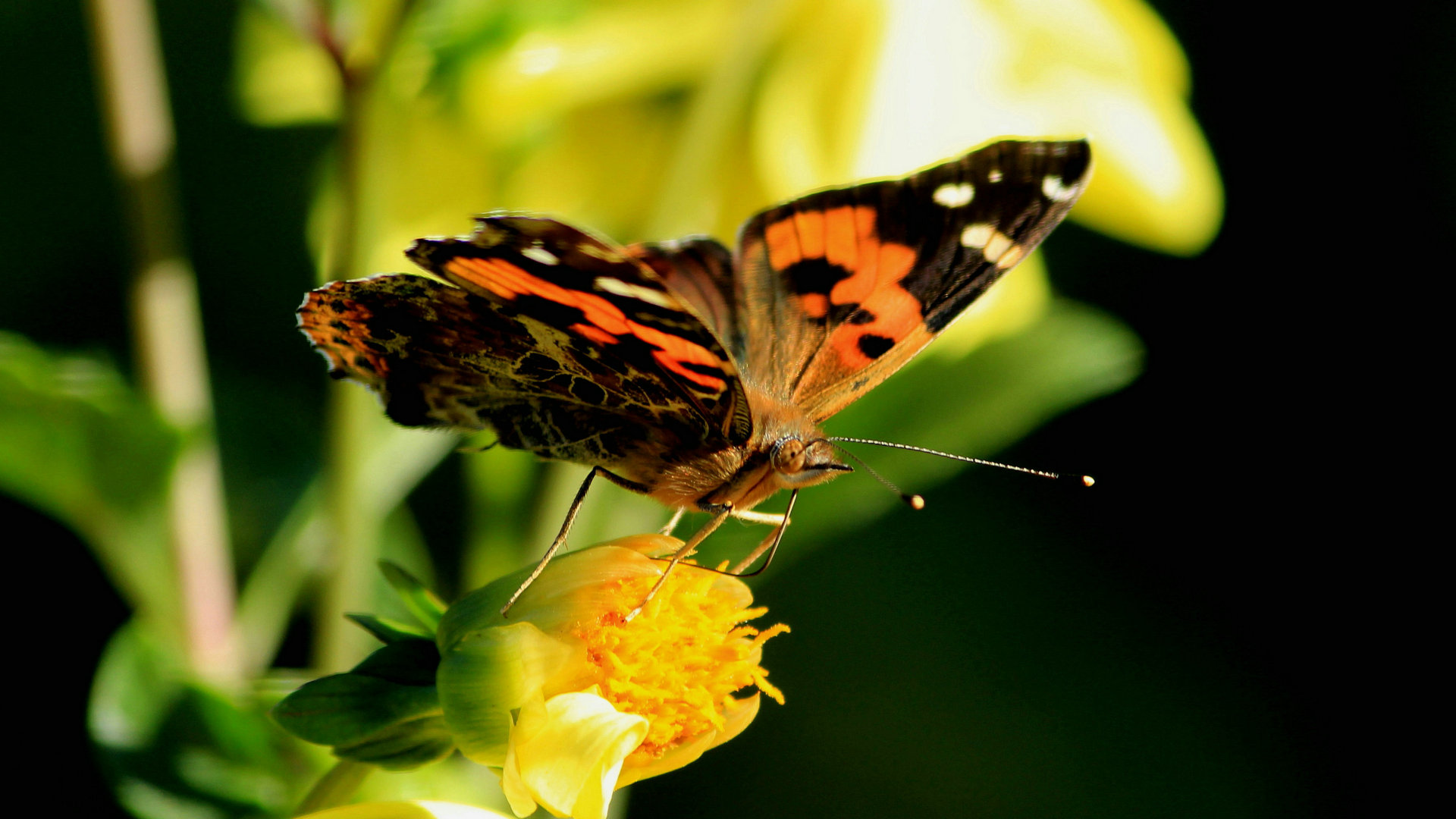 五颜六色的鲜花上飞舞着蝴蝶与蜜蜂桌面图片