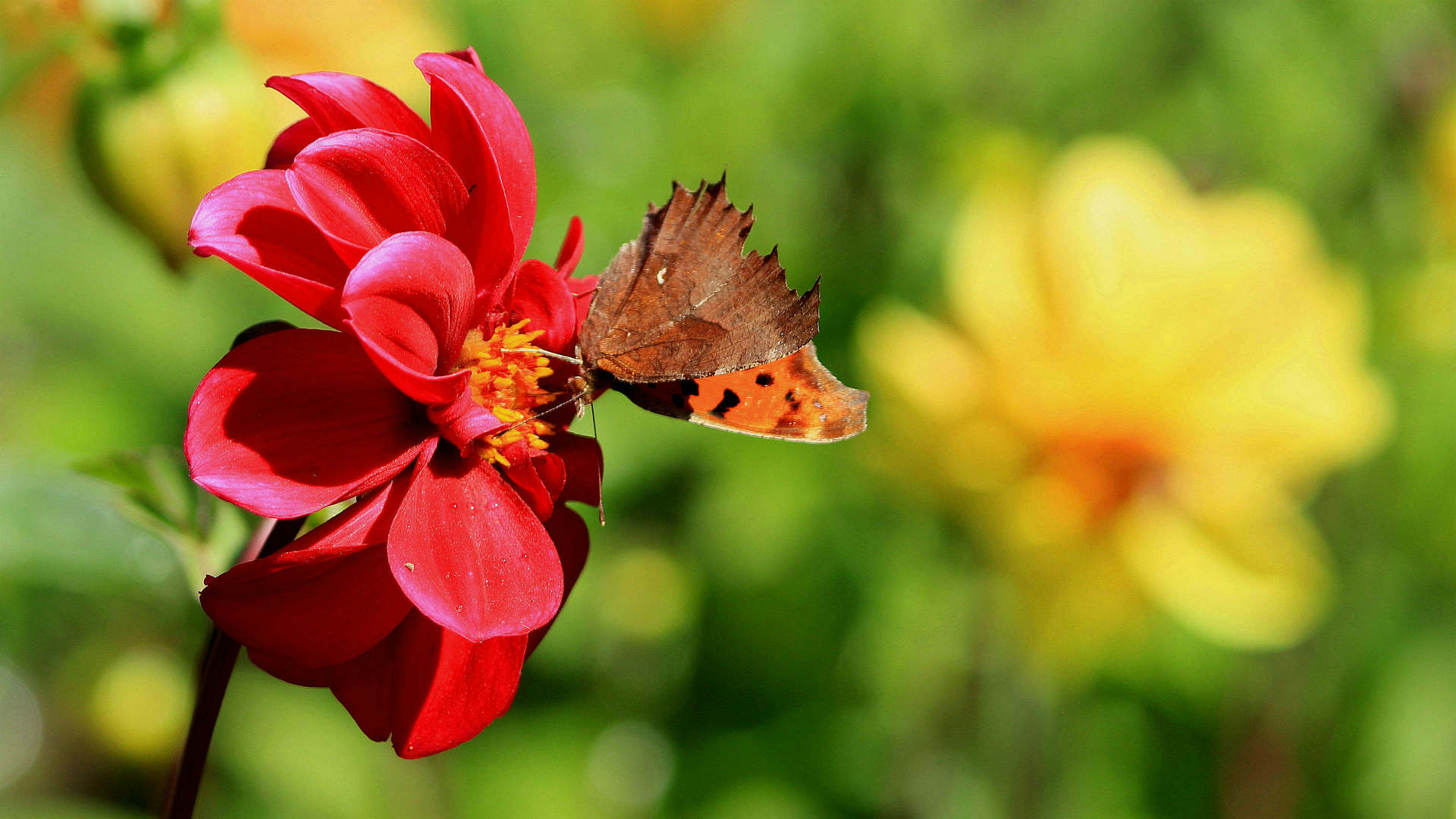 五颜六色的鲜花上飞舞着蝴蝶与蜜蜂桌面图片