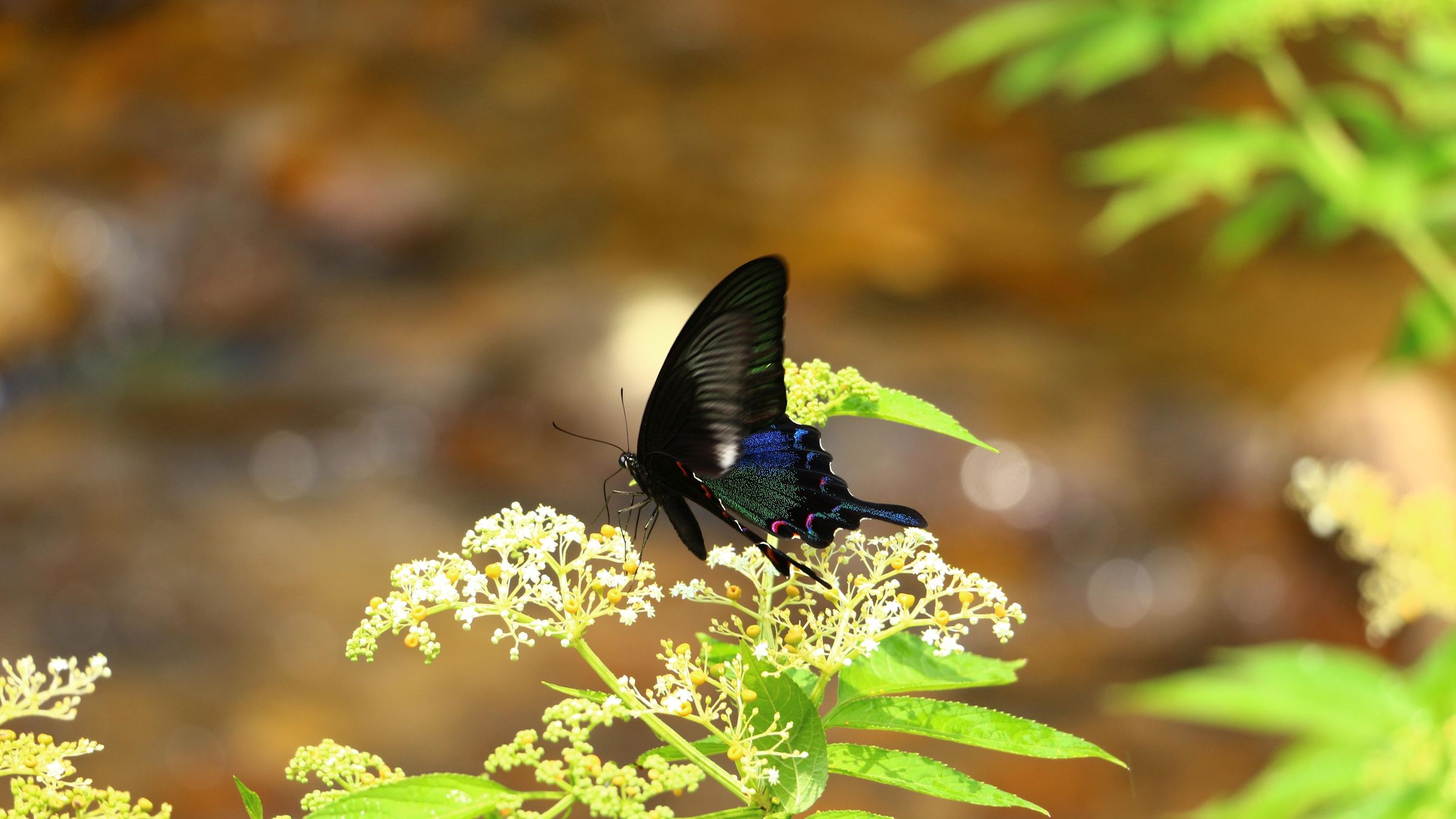 漂亮的蝴蝶停留在凤蝶花上相依为伴高清大图