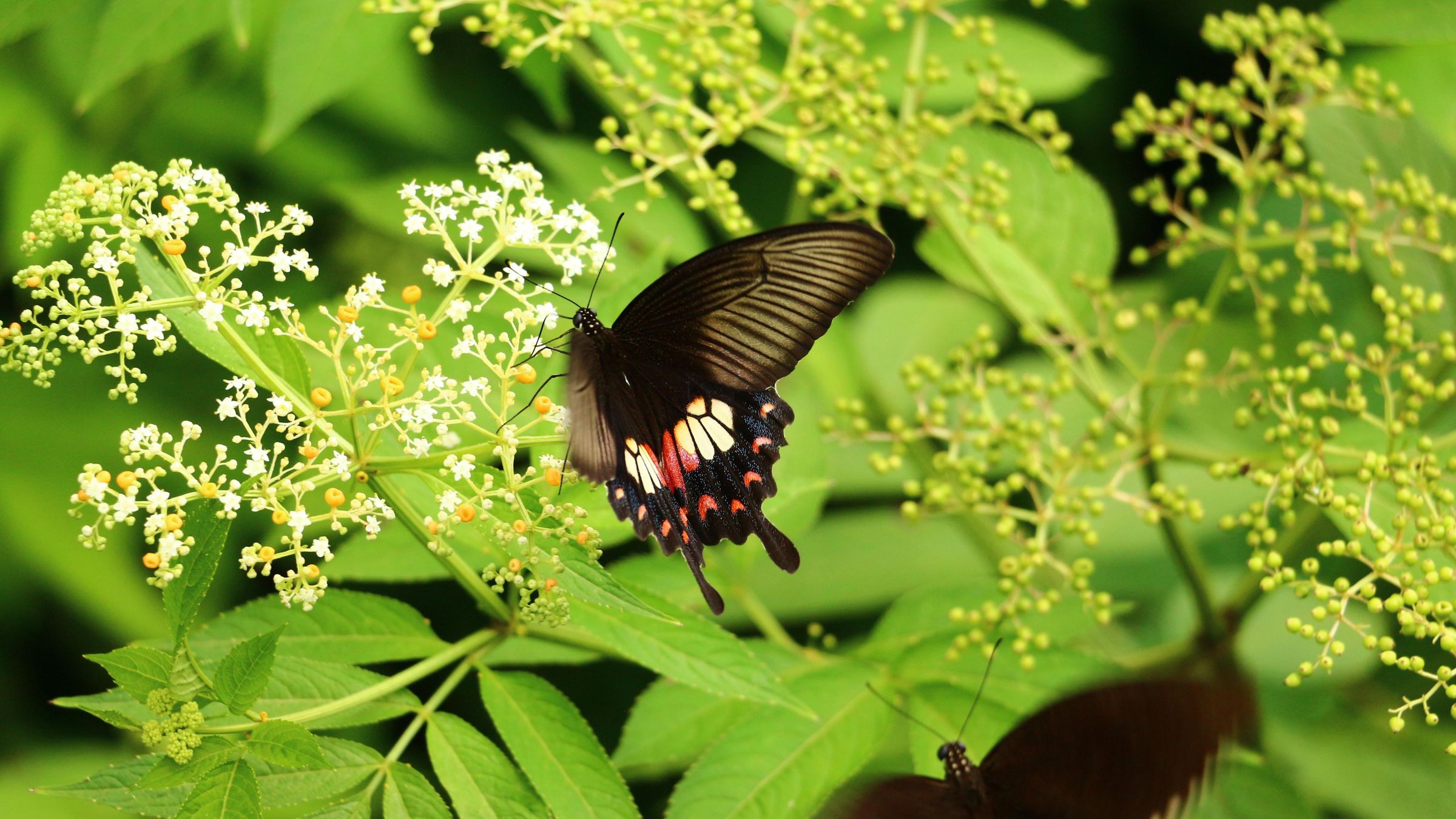 漂亮的蝴蝶停留在凤蝶花上相依为伴高清大图