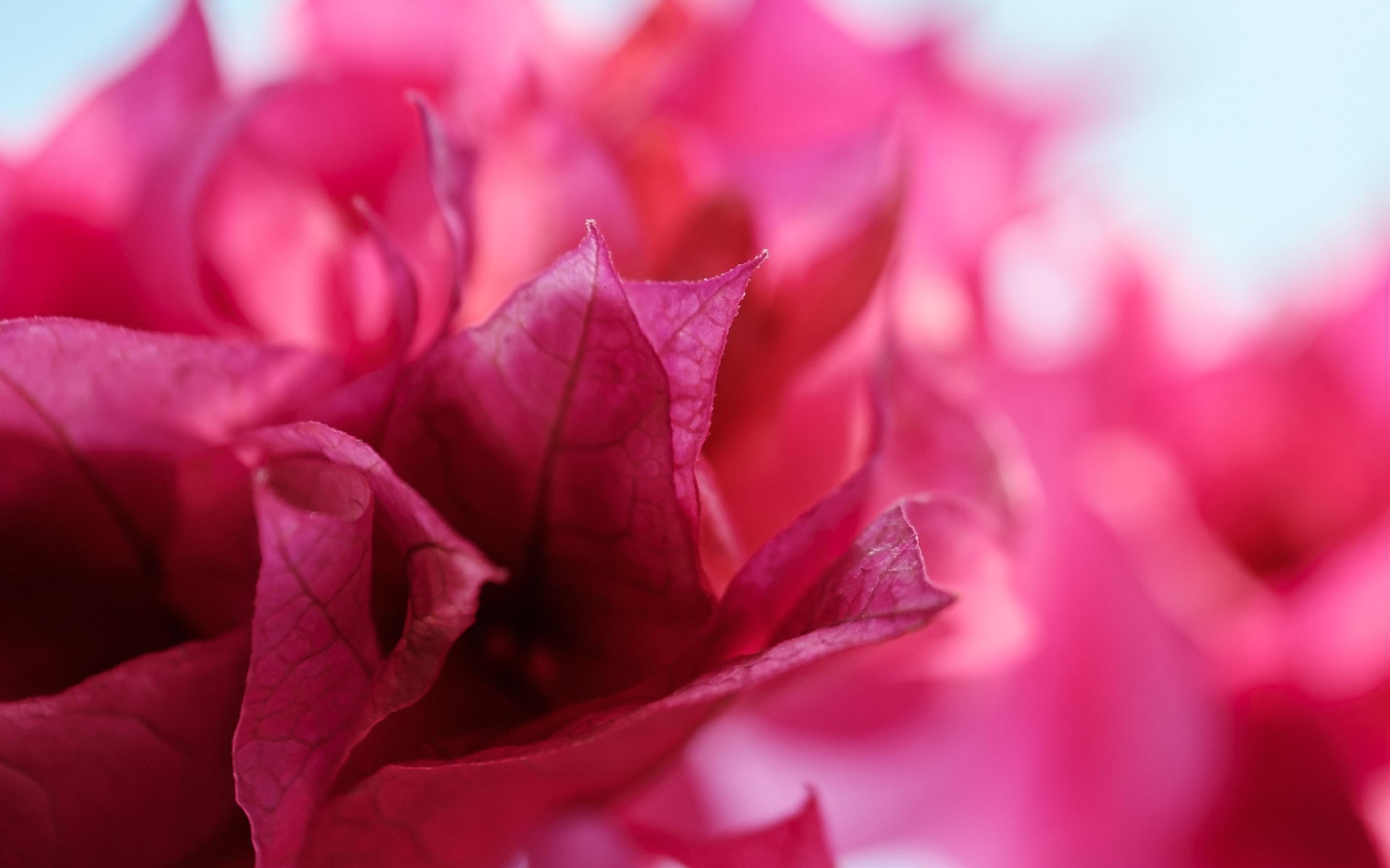 粉红色的花朵犹如披着彩衣的少女摄影大图