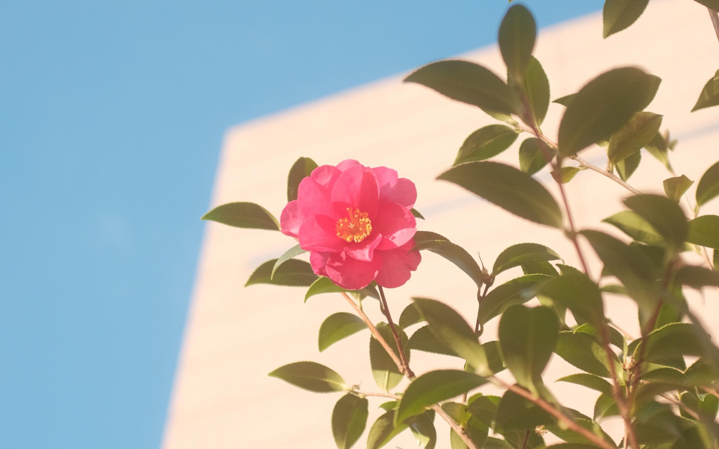 粉红色的花朵犹如披着彩衣的少女摄影大图