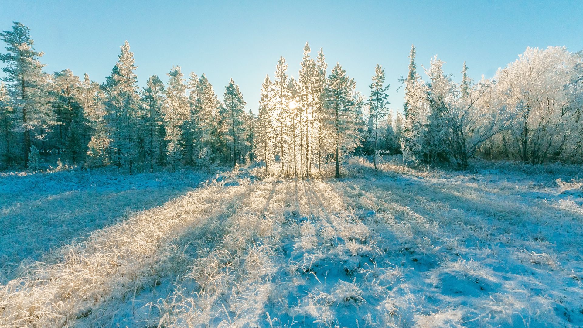 冬季树林的大雪到处白茫茫一片