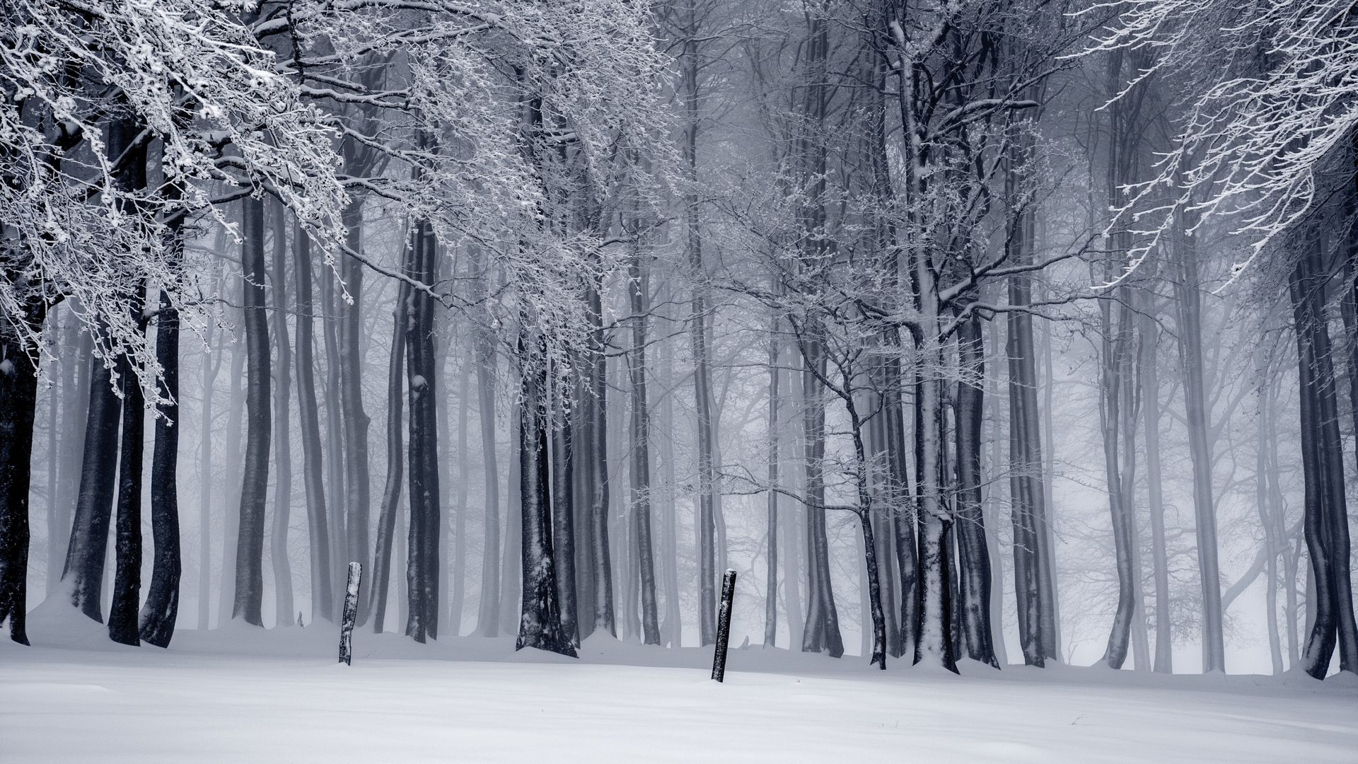 冬季树林的大雪到处白茫茫一片