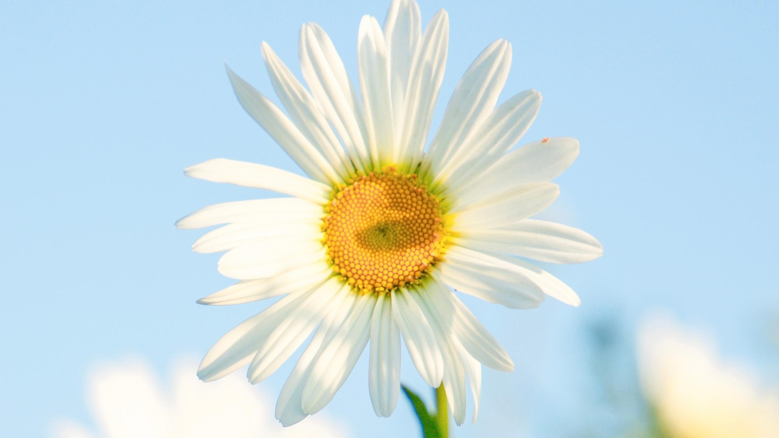 小小如向日葵的雏菊有着白色花瓣和嫩黄花蕊