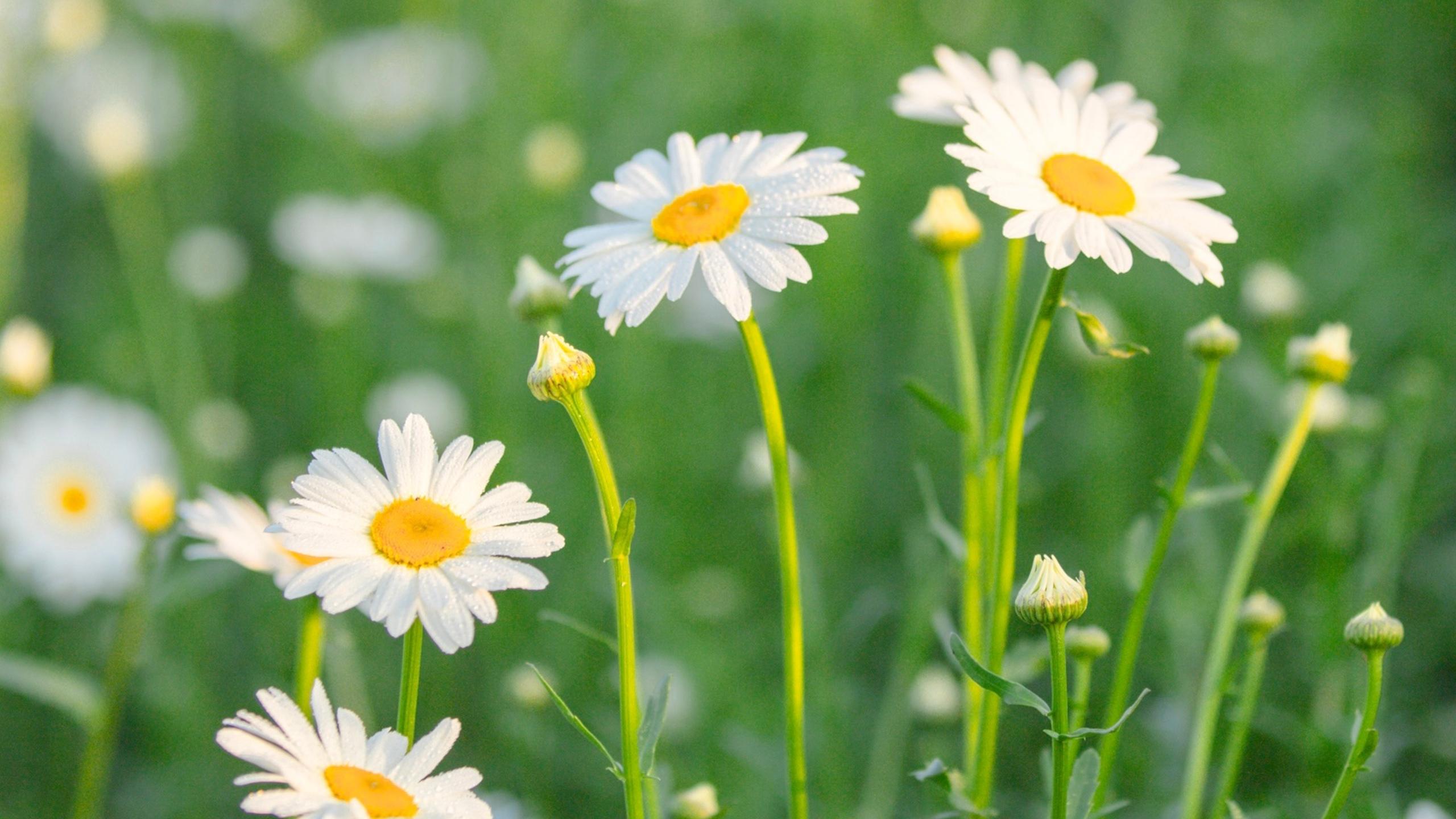 小小如向日葵的雏菊有着白色花瓣和嫩黄花蕊