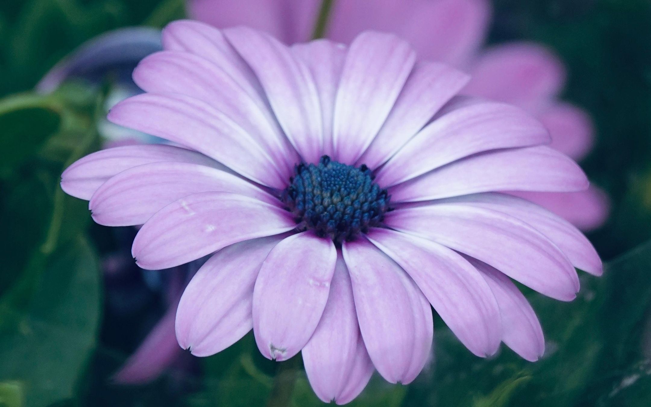 鲜艳迷人的蓝目菊拥有长长的花瓣令人陶醉