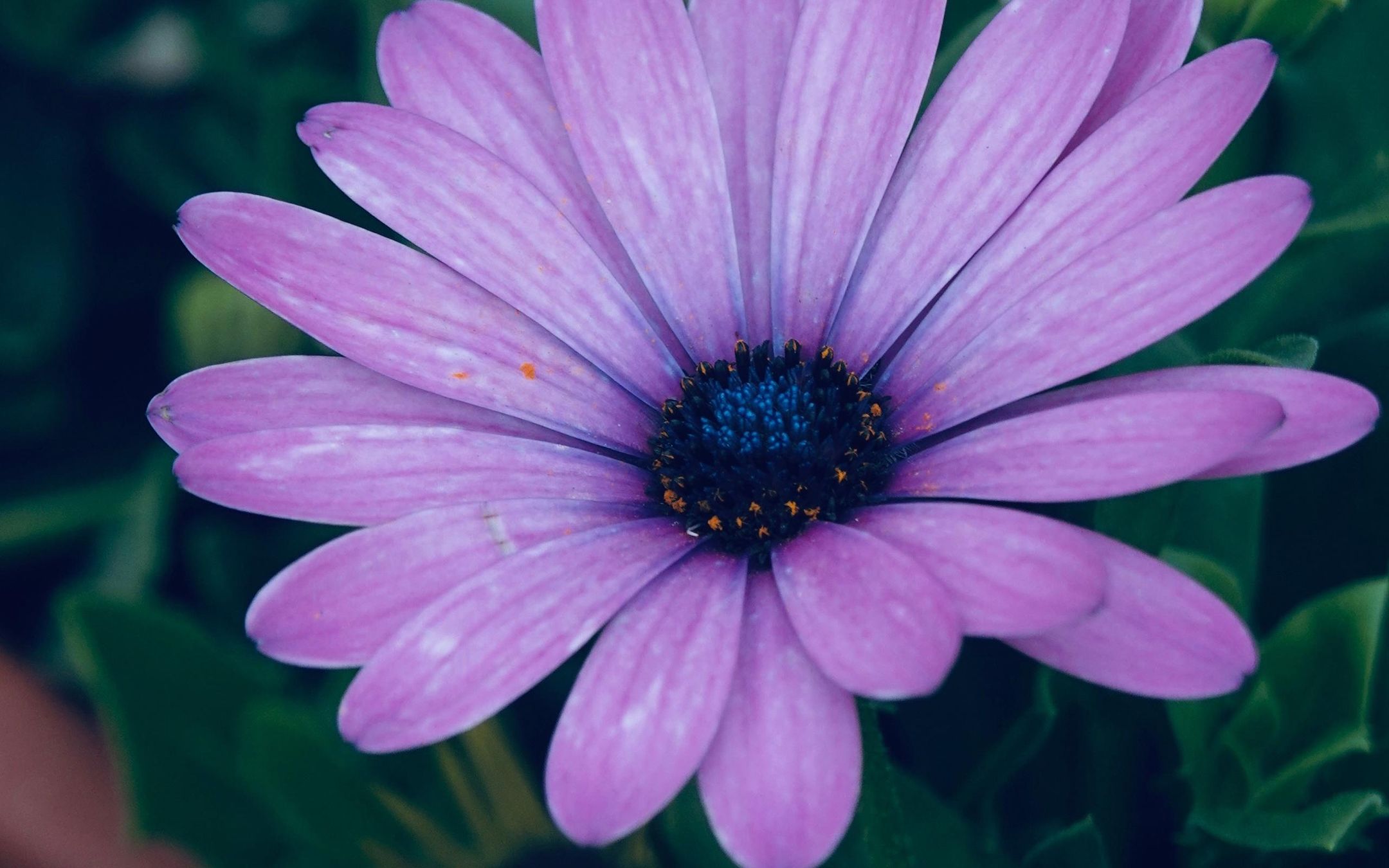 鲜艳迷人的蓝目菊拥有长长的花瓣令人陶醉