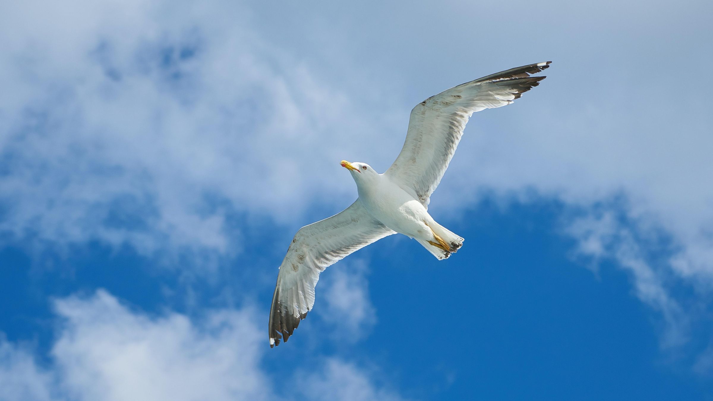 大海边风雨中的勇者海鸥自由飞翔电脑壁纸