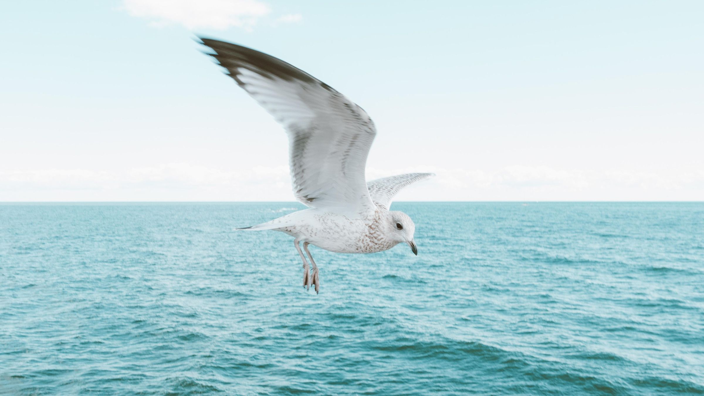 大海边风雨中的勇者海鸥自由飞翔电脑壁纸