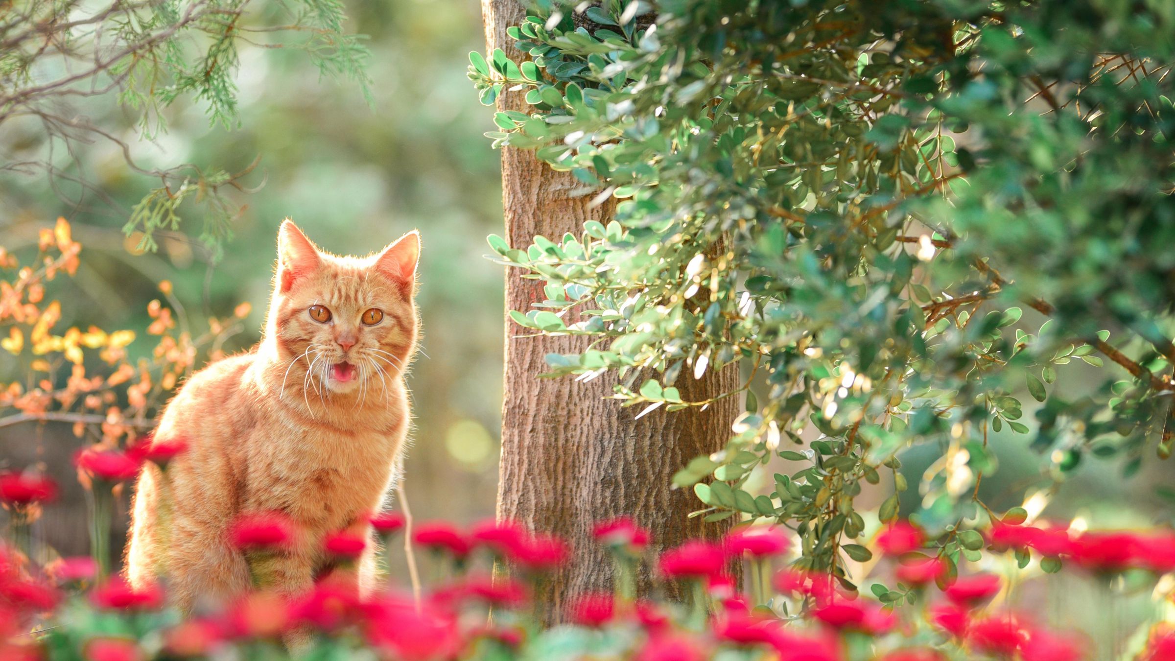 聪明可爱性格还很好的橘猫在树林里高清大图