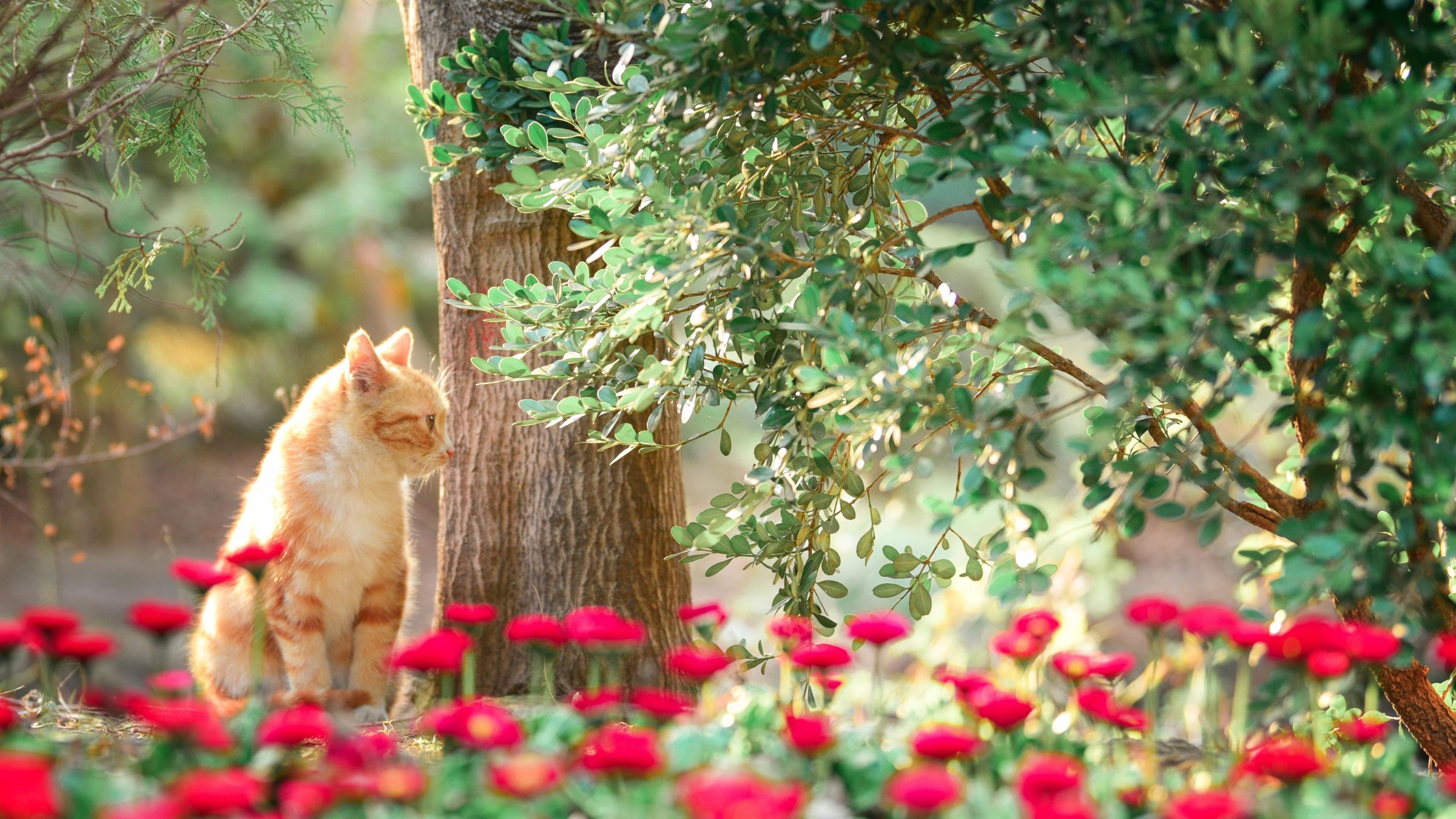聪明可爱性格还很好的橘猫在树林里高清大图