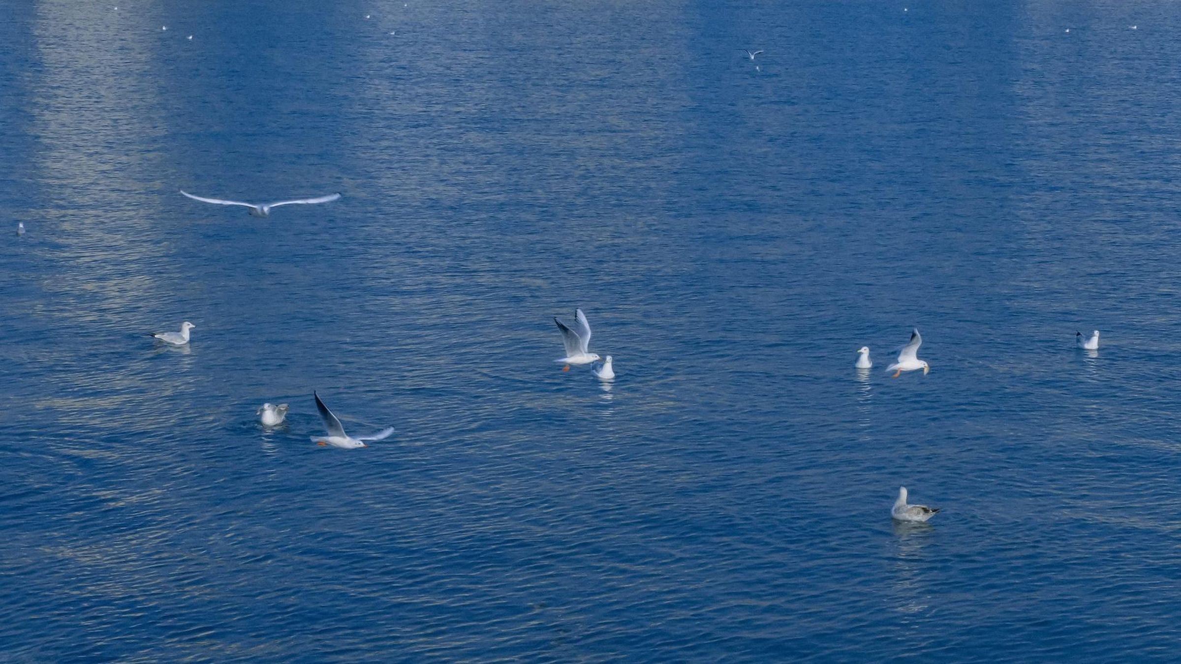 大海上最常见的海鸟之海鸥嬉戏飞翔电脑壁纸