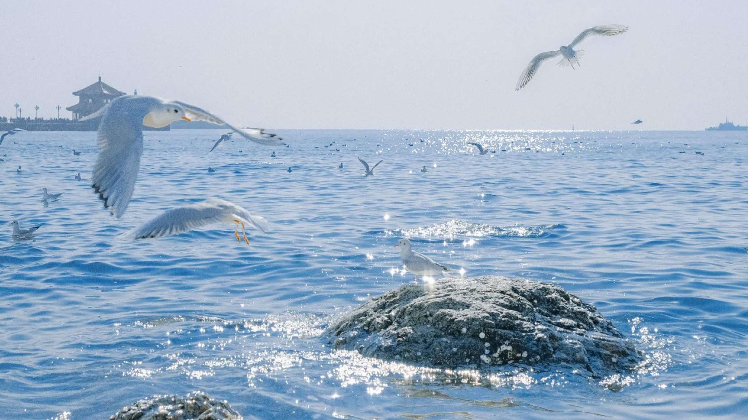 大海上最常见的海鸟之海鸥嬉戏飞翔电脑壁纸