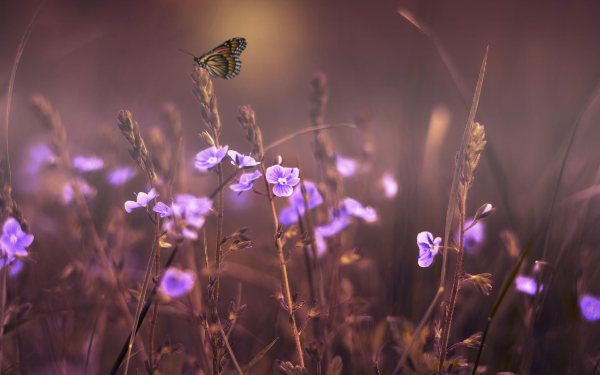 漂亮的蝴蝶纷飞在花丛中唯美风景载满思念