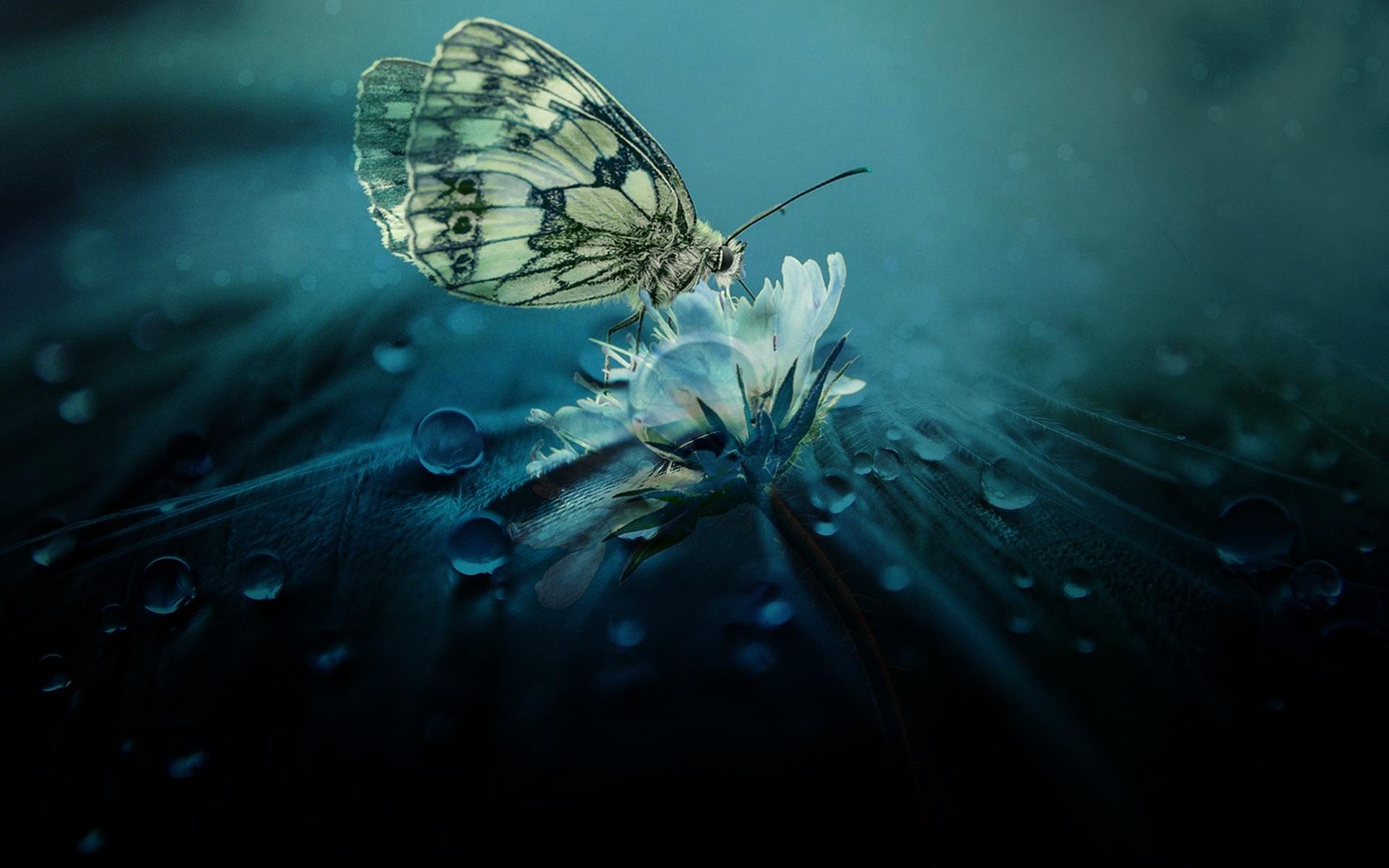 漂亮的蝴蝶纷飞在花丛中唯美风景载满思念
