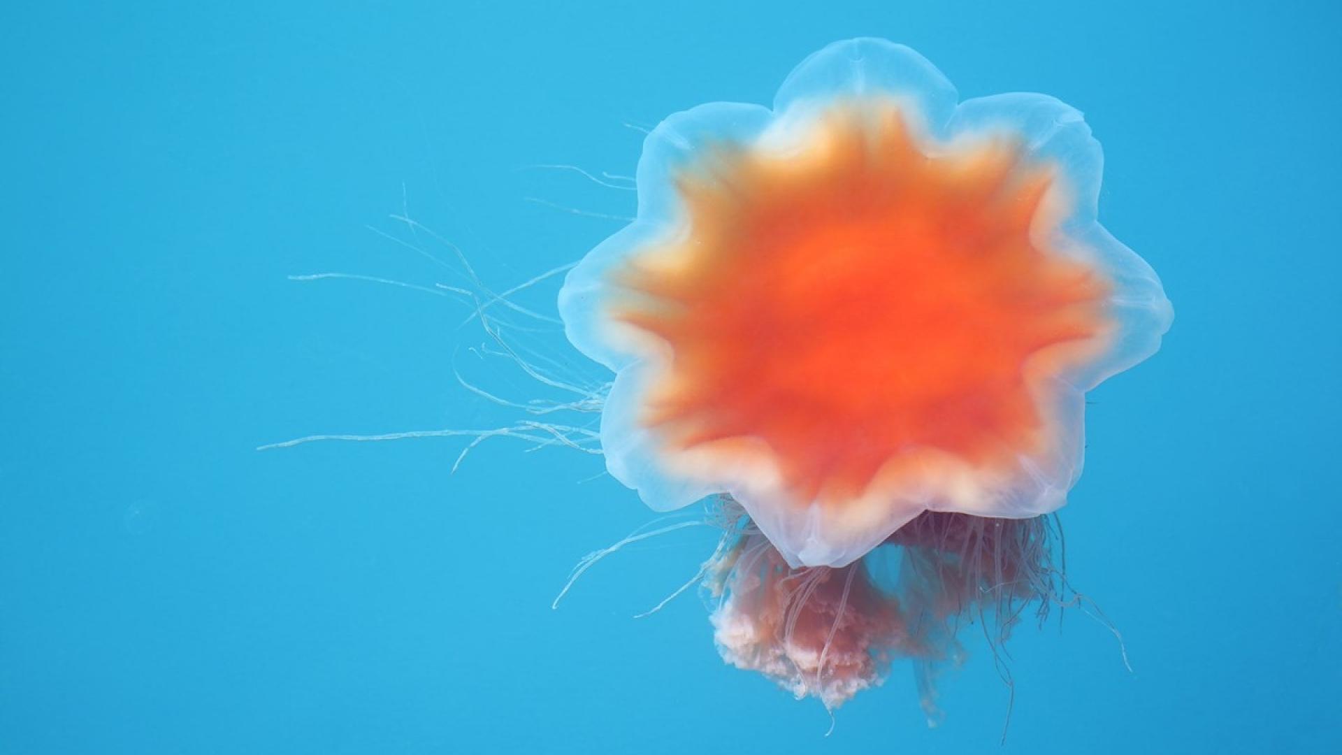 奇妙的大海浮游生物水母唯美壁纸