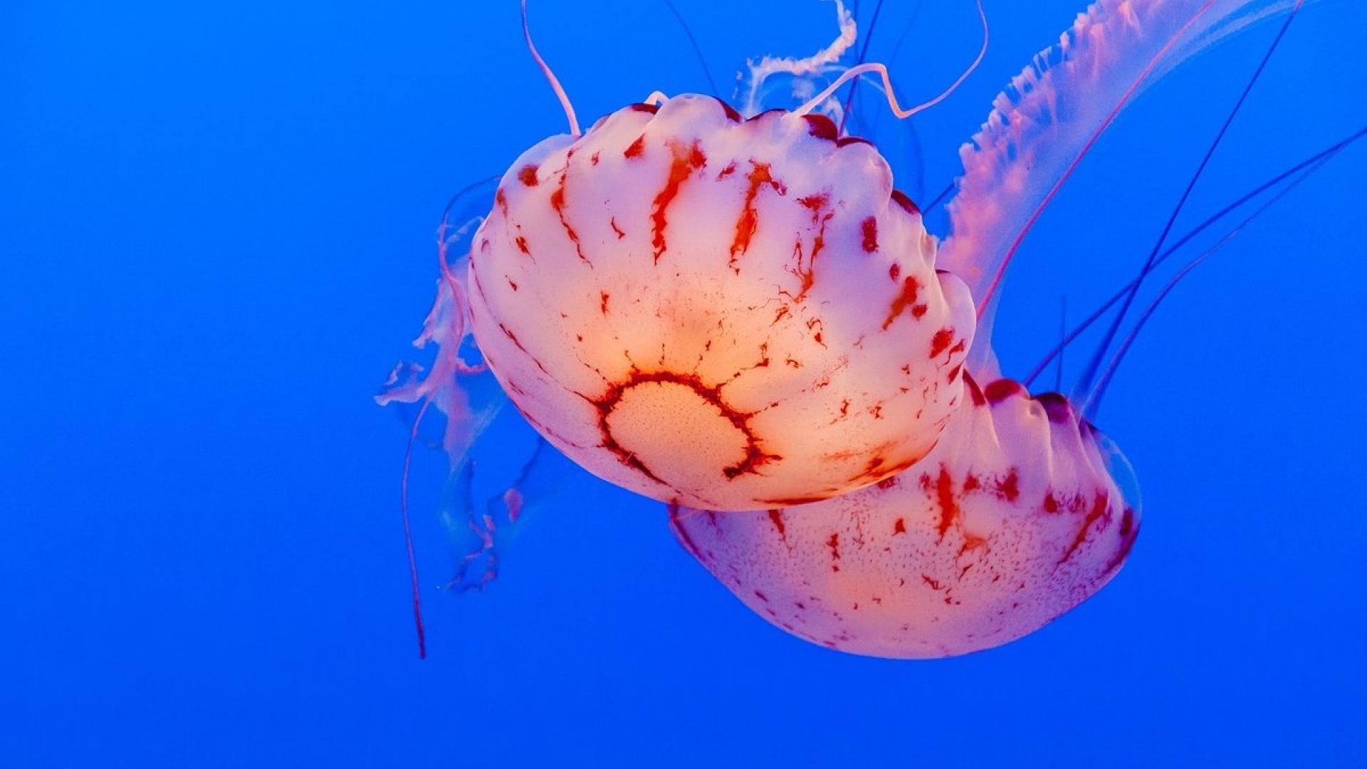 奇妙的大海浮游生物水母唯美壁纸