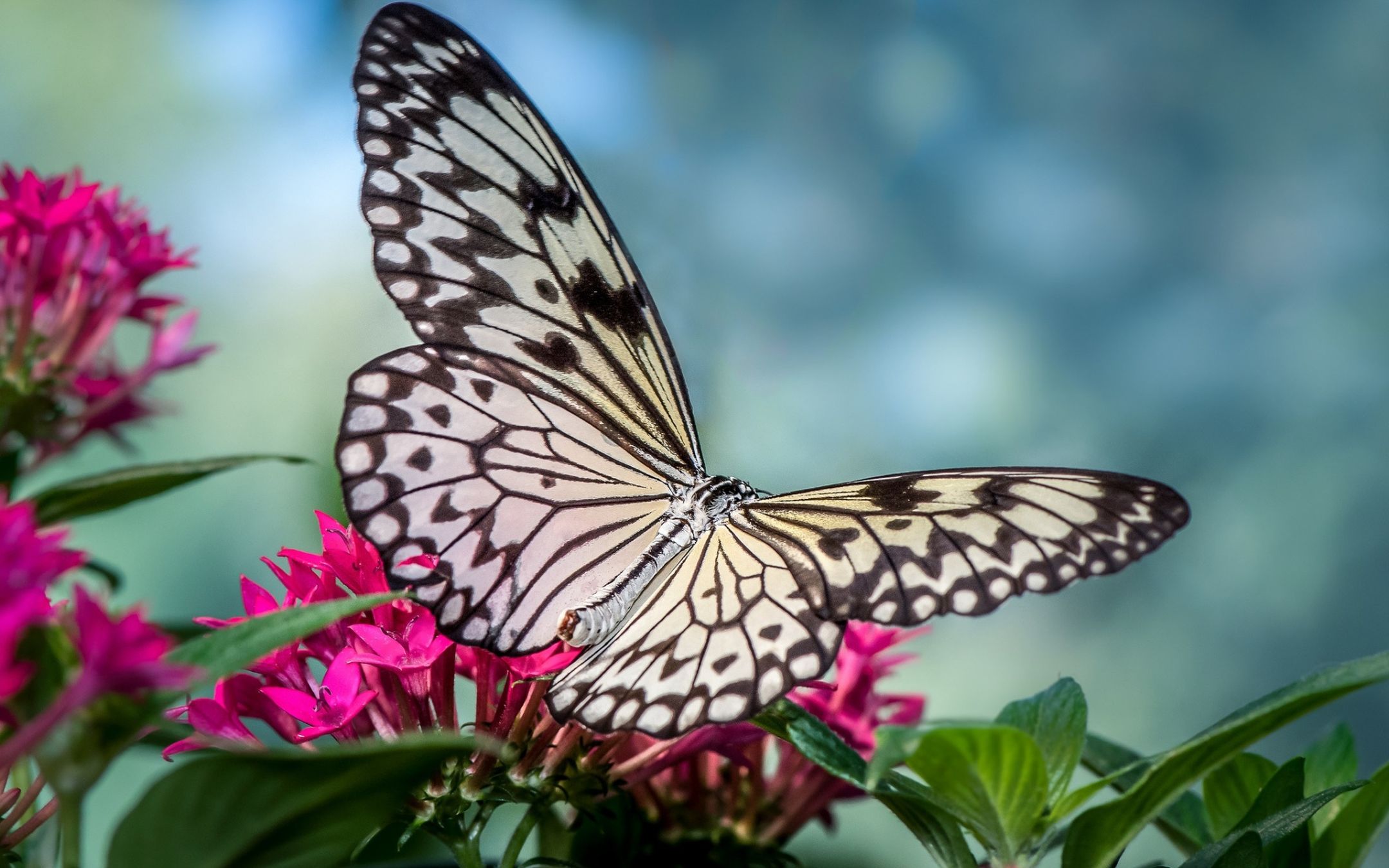 阳光下色彩鲜艳的蝴蝶在花朵上翩翩起舞
