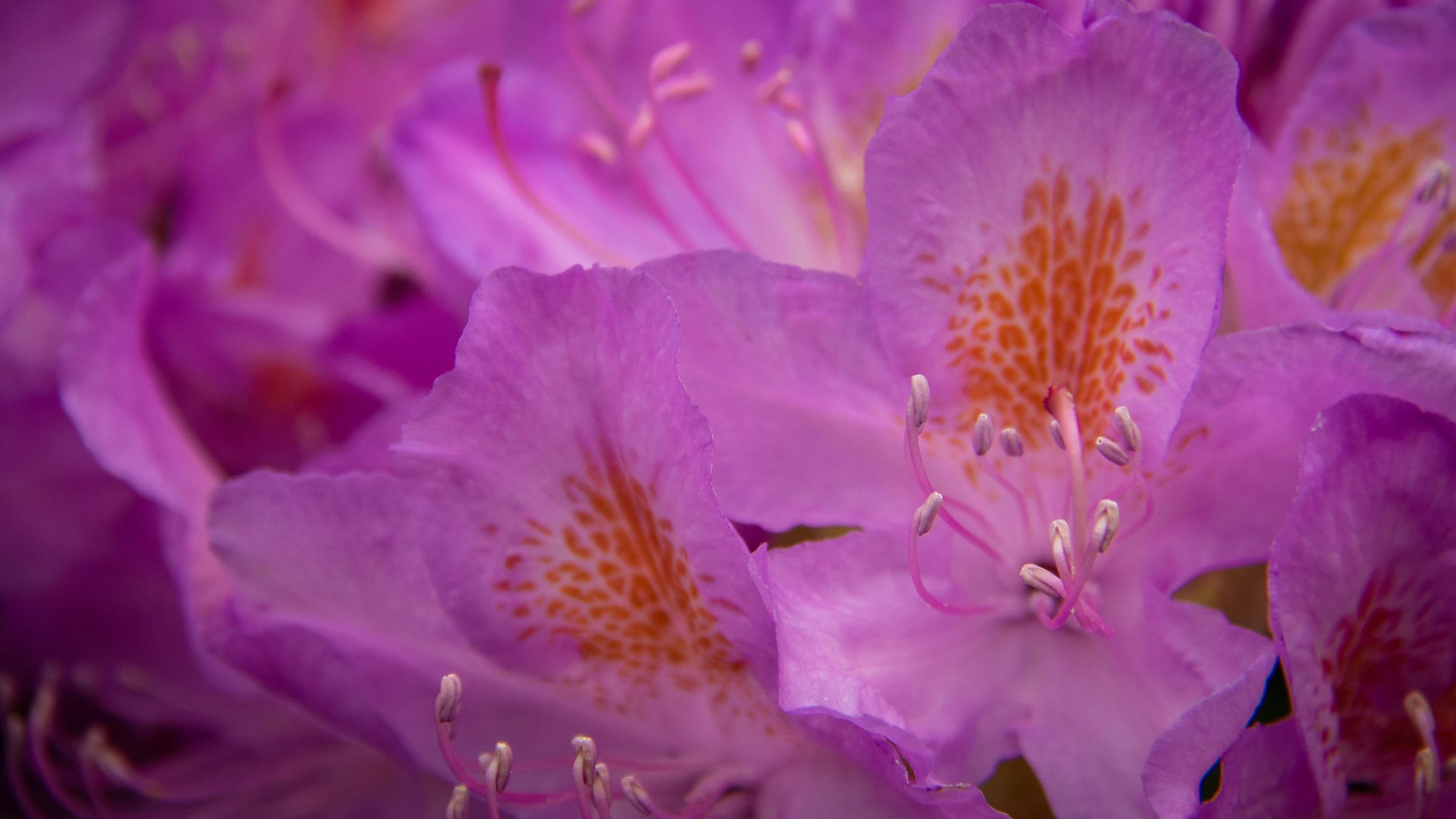 姹紫嫣红的杜鹃花