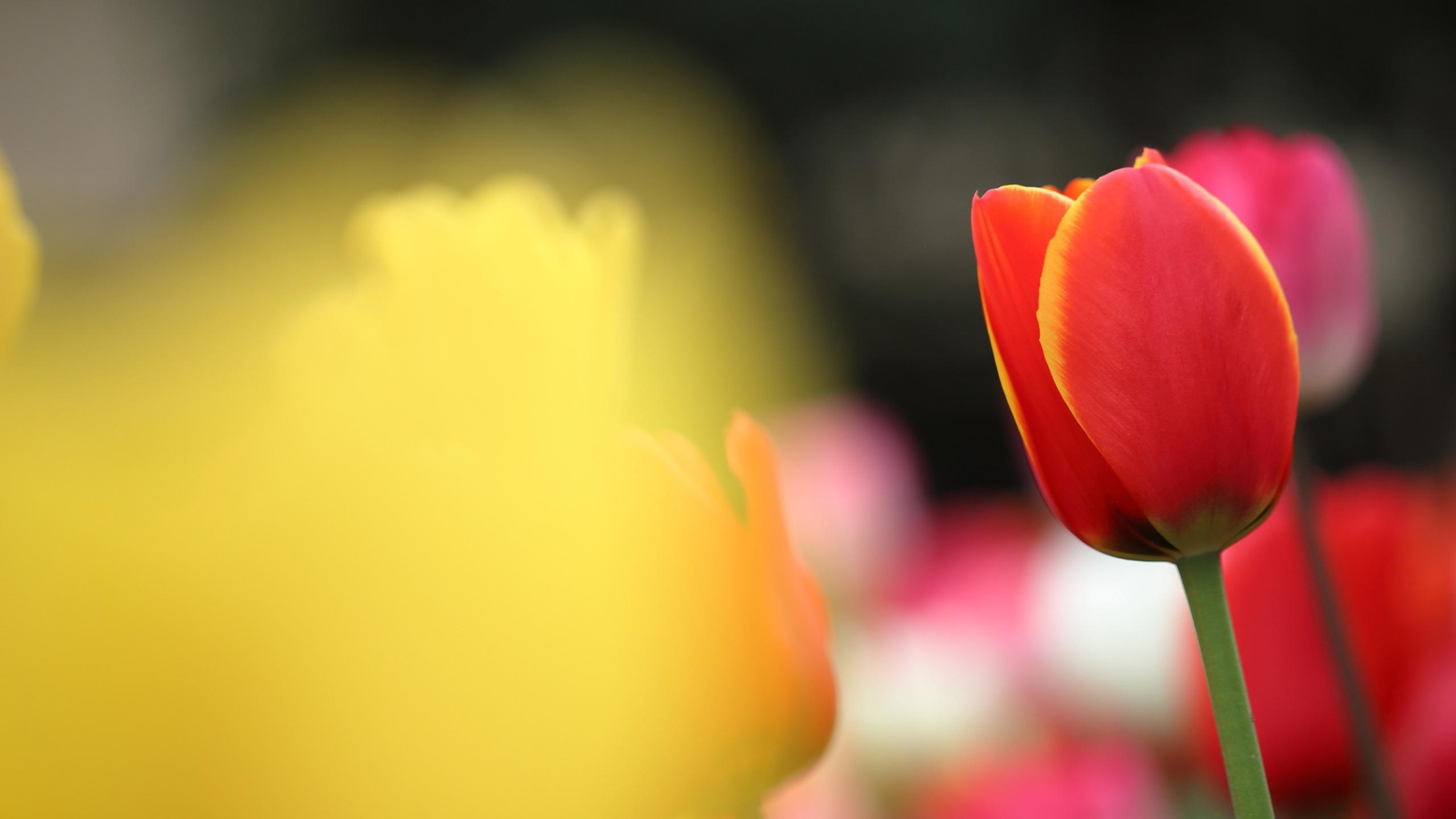 郁金香是爱的化身是成功的象征是花的骄傲