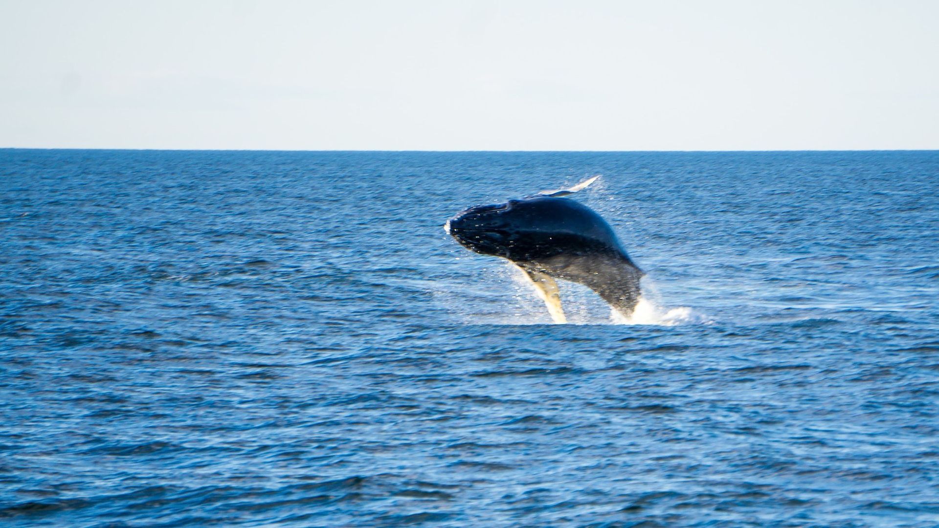 海洋巨兽鲸鱼跳跃出水面壮观景象大图