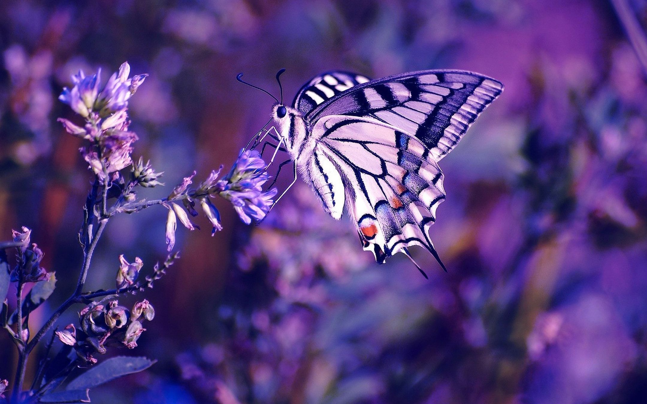 拥有一对漂亮翅膀的蝴蝶绚丽多彩唯美大图