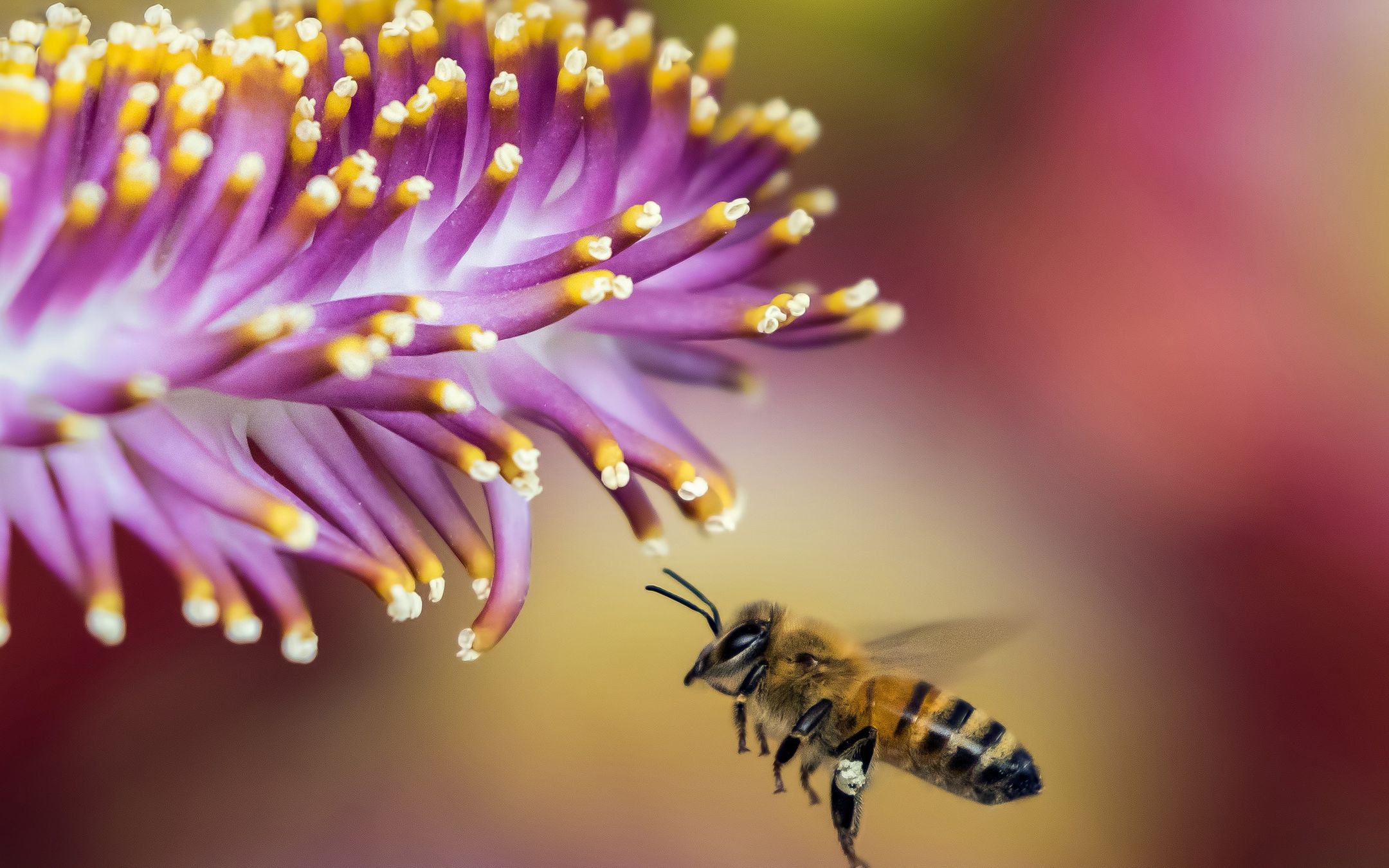 自然界的传粉者蜜蜂以花为生花间采花高清壁纸