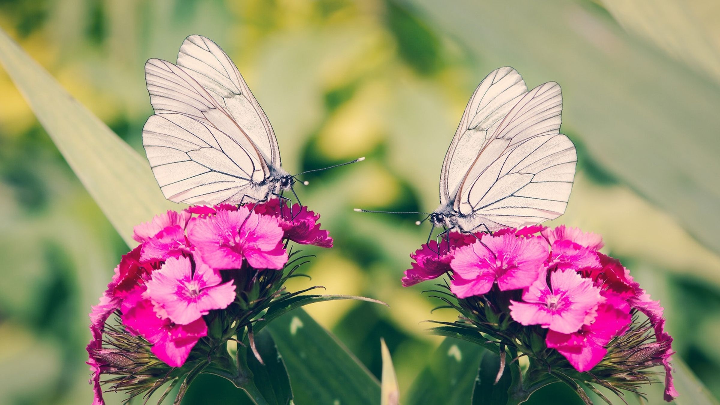 破茧成蝶才能成为美丽的蝴蝶