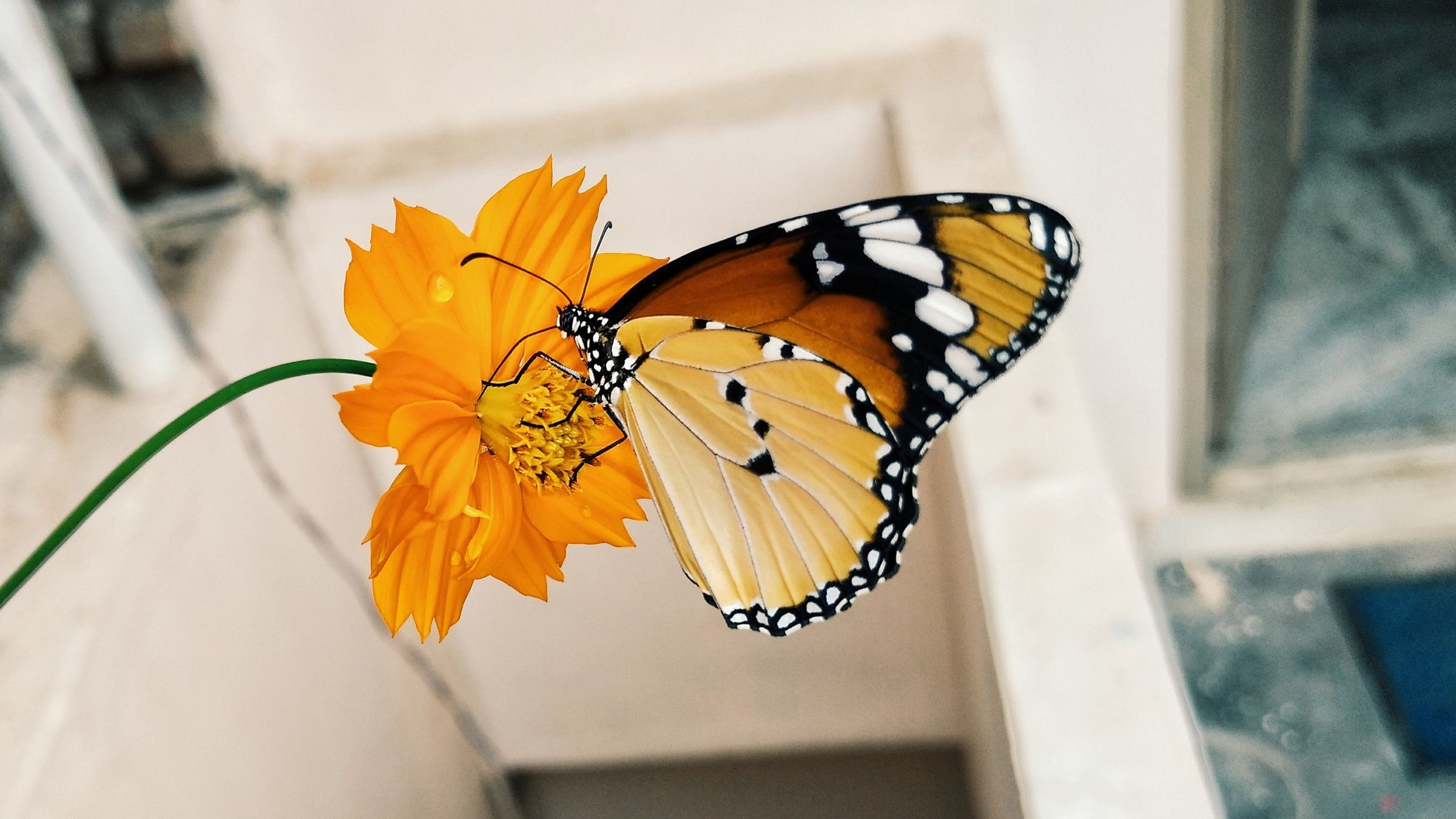 破茧成蝶才能成为美丽的蝴蝶