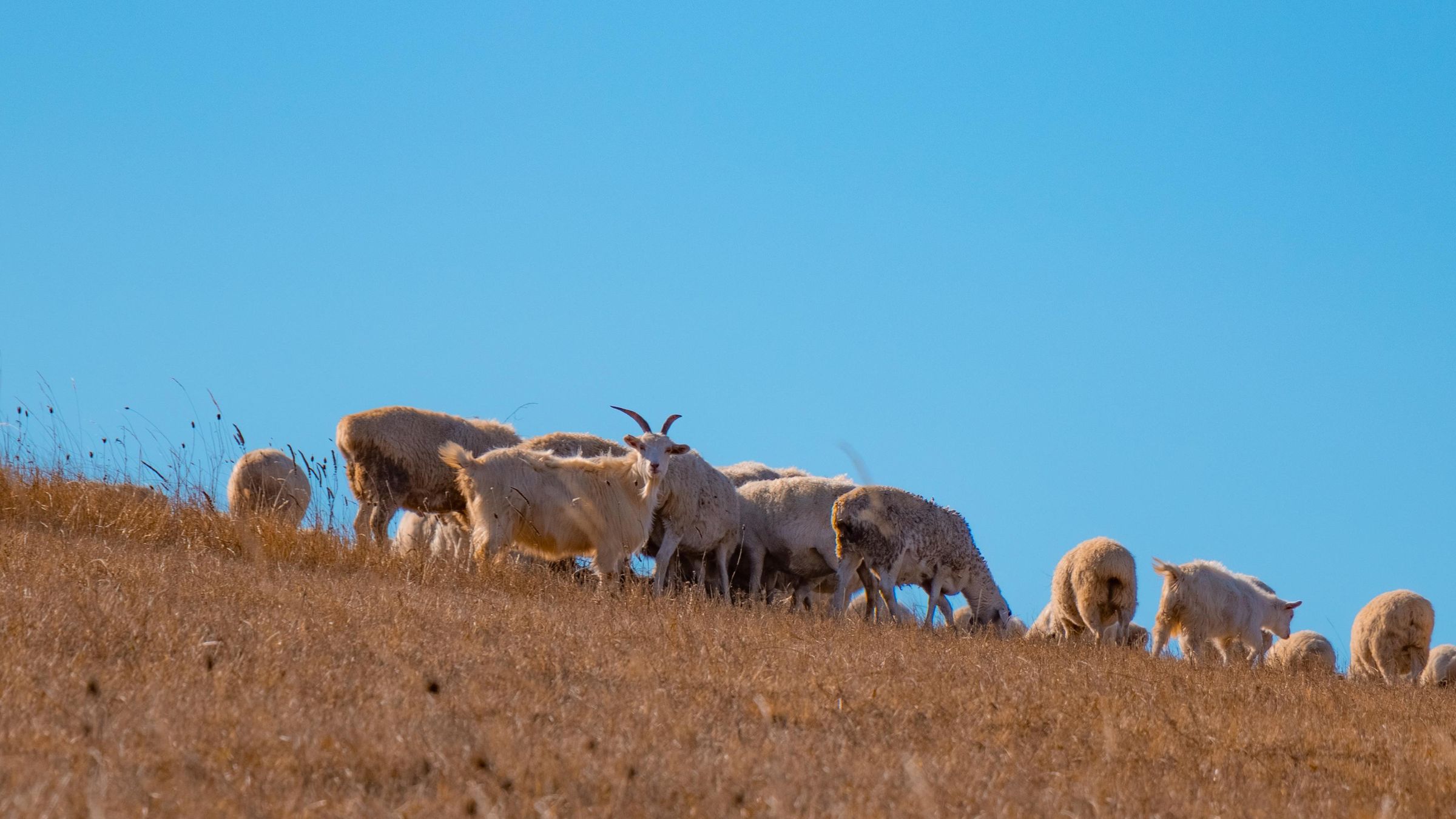 广阔肥沃草原上自由自在奔跑的山羊高清图片