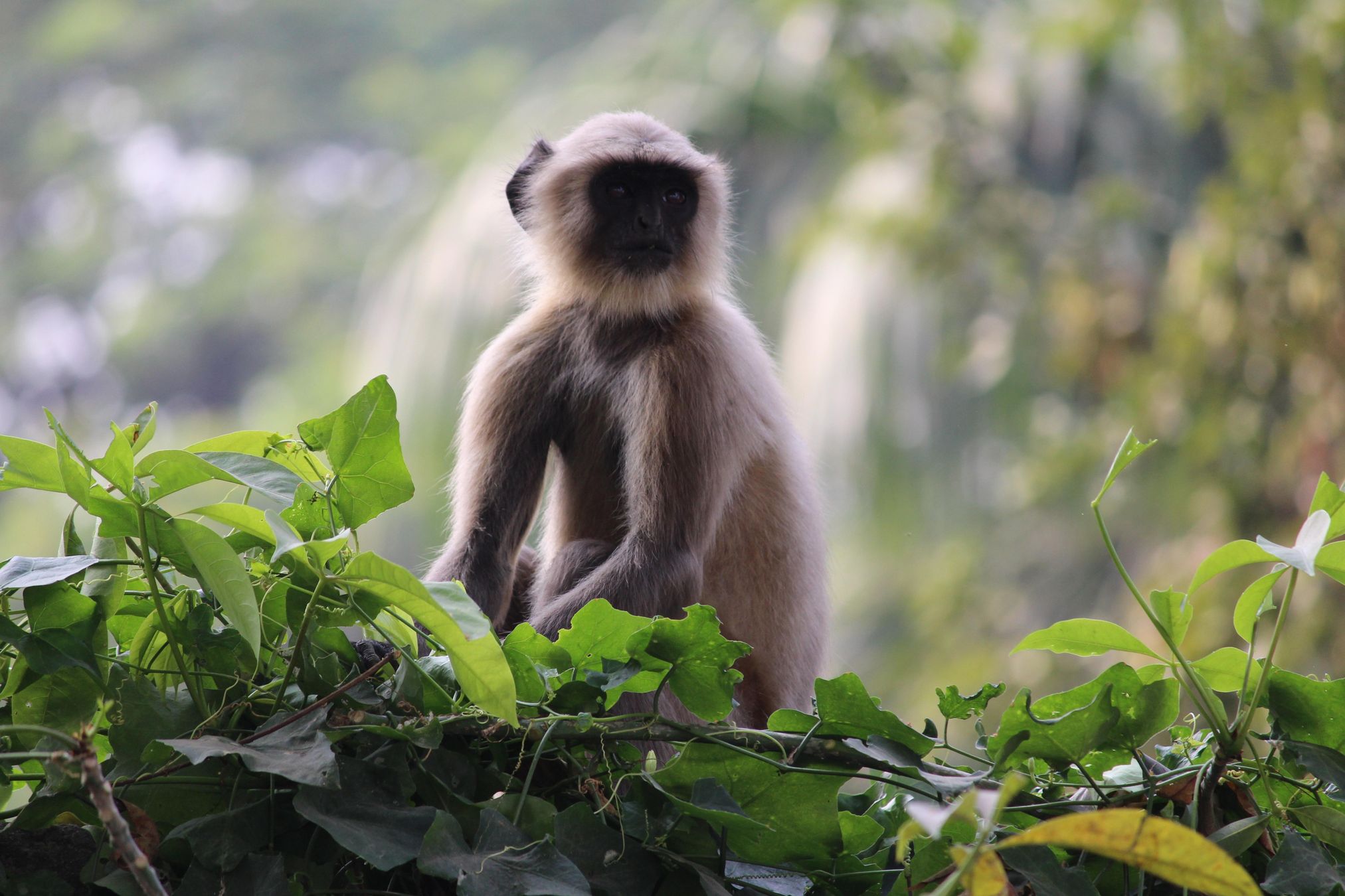 野外树森里超级可爱的猴子呆萌模样高清大图