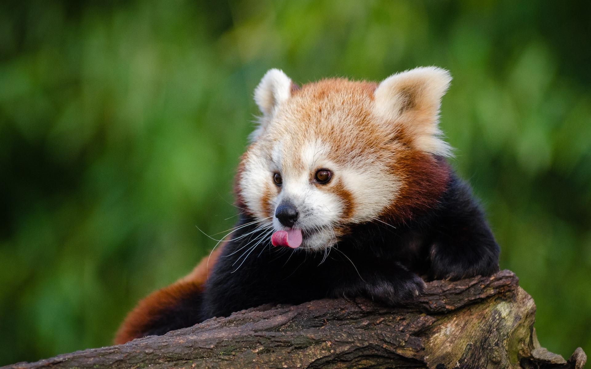 活泼可爱的红熊猫全身红褐色外形像猫呆萌壁纸