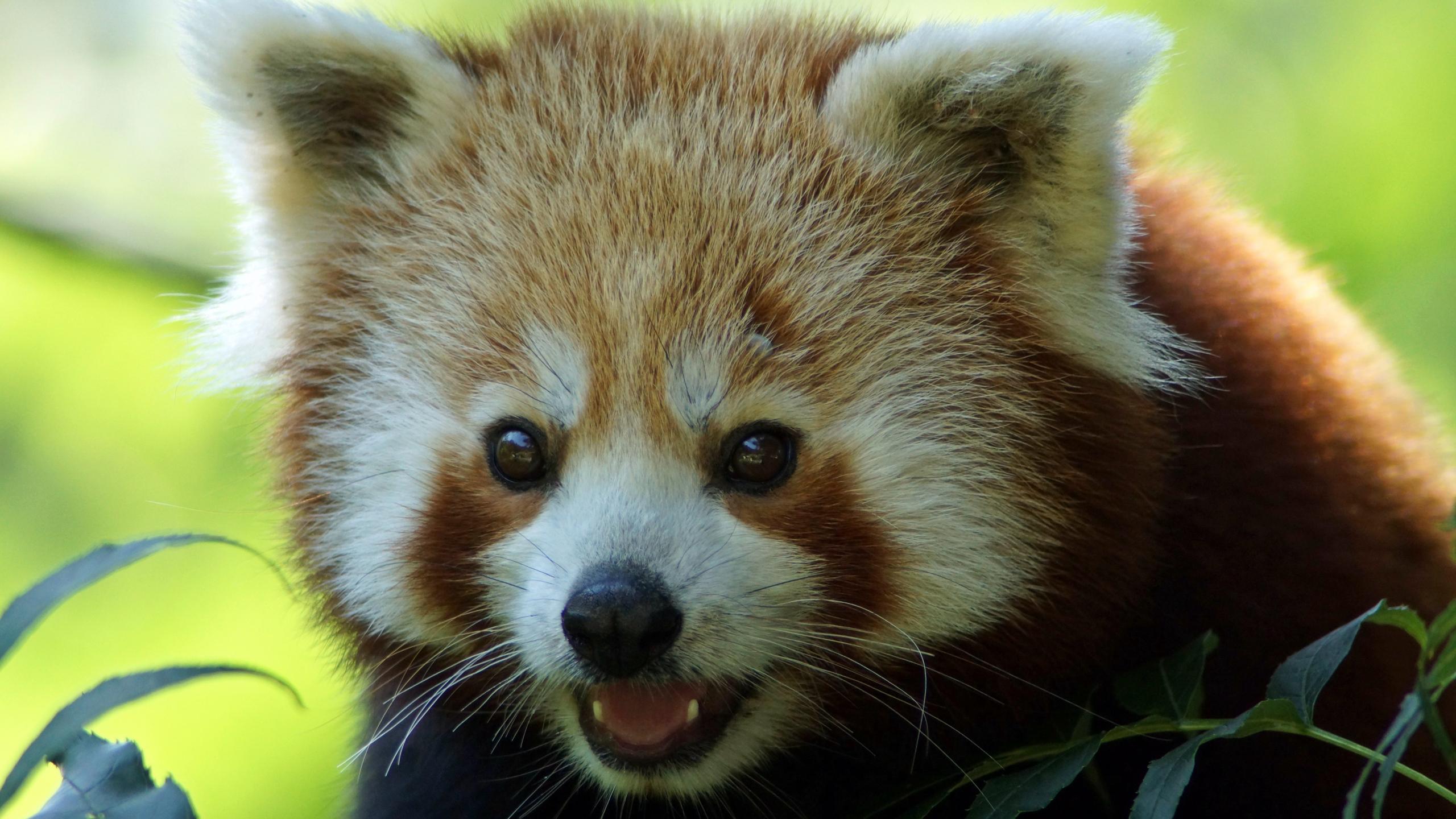 活泼可爱的红熊猫全身红褐色外形像猫呆萌壁纸