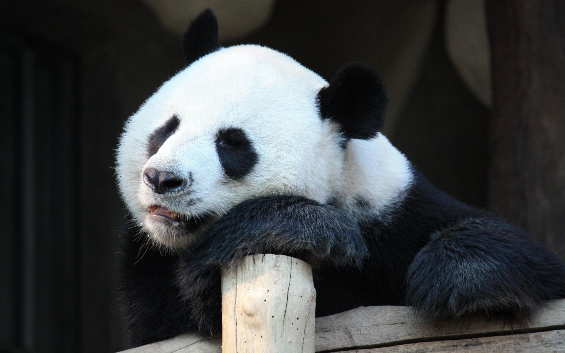 超级想拍彩色照片的大熊猫顶着黑眼圈高清壁纸
