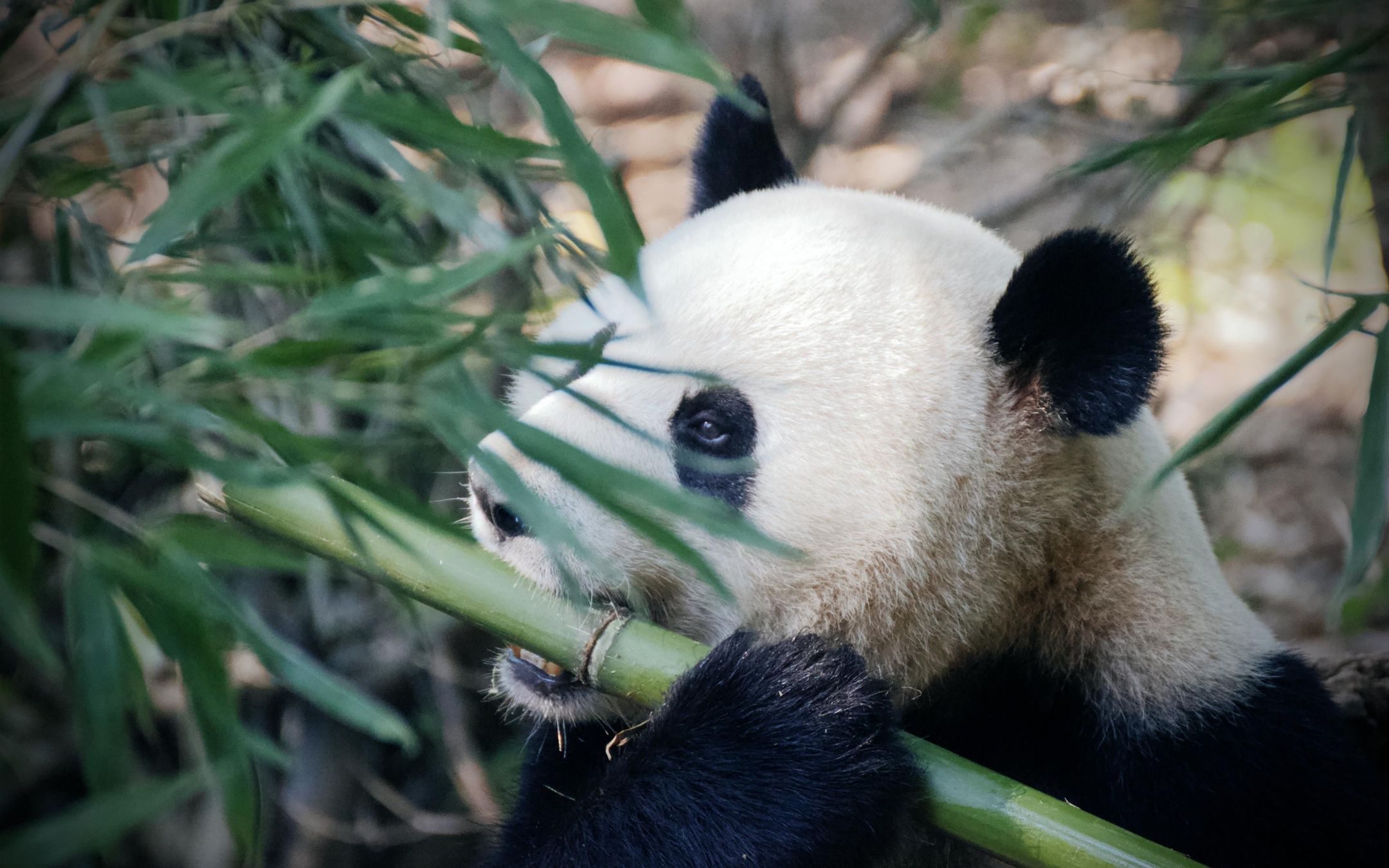 超级想拍彩色照片的大熊猫顶着黑眼圈高清壁纸