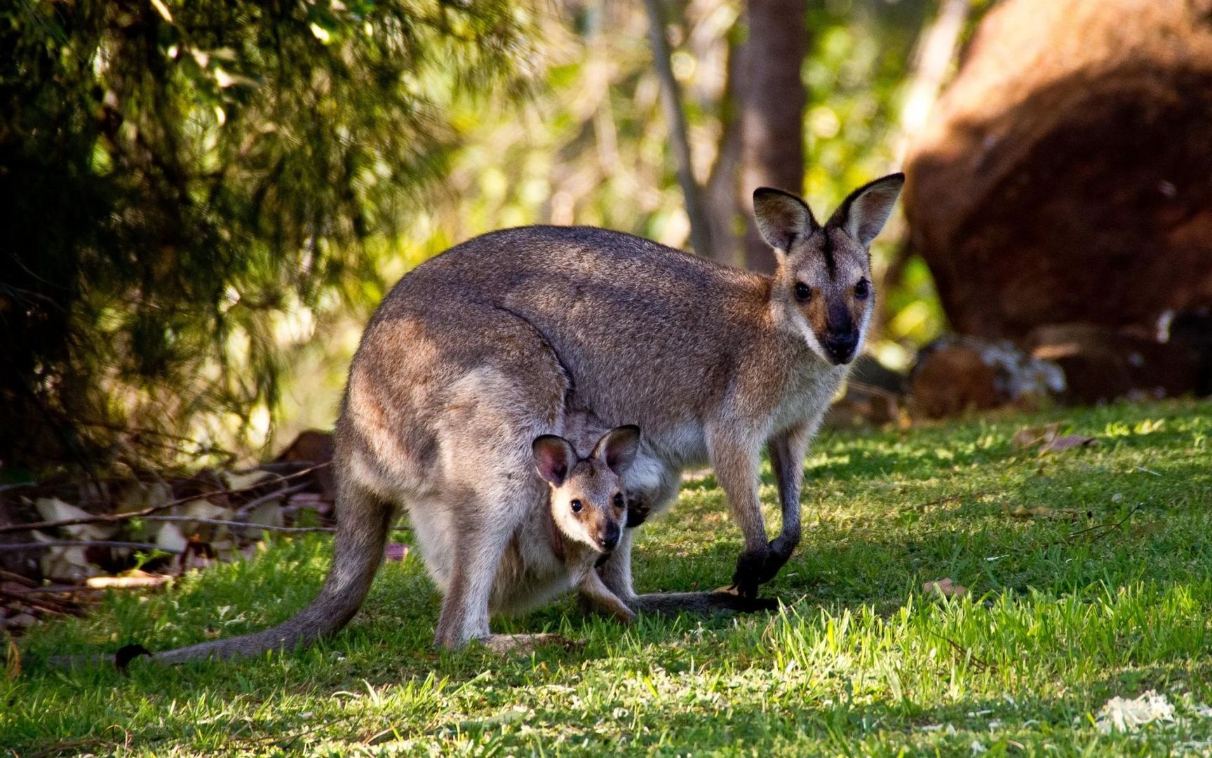 澳大利亚跳得最高最远的哺乳动物袋鼠高清大图