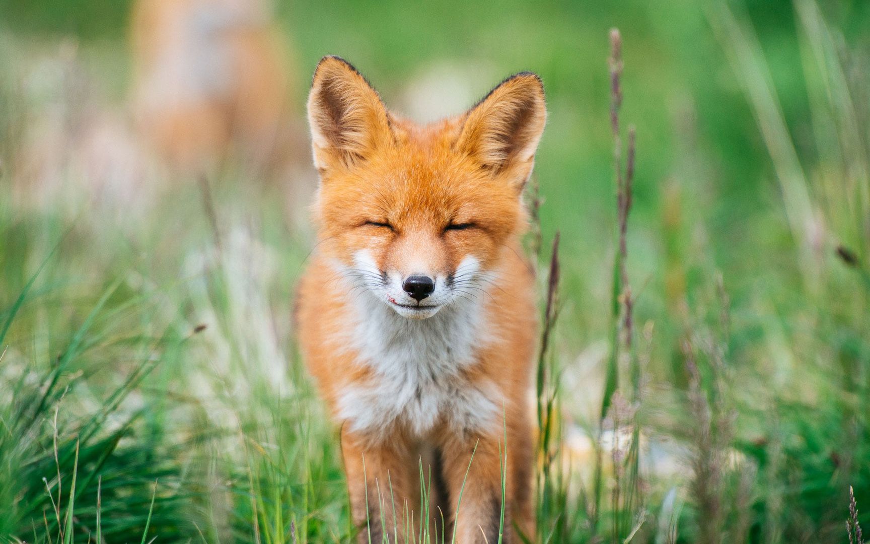 超级可爱的小狐狸毛茸茸在野外到处嬉戏