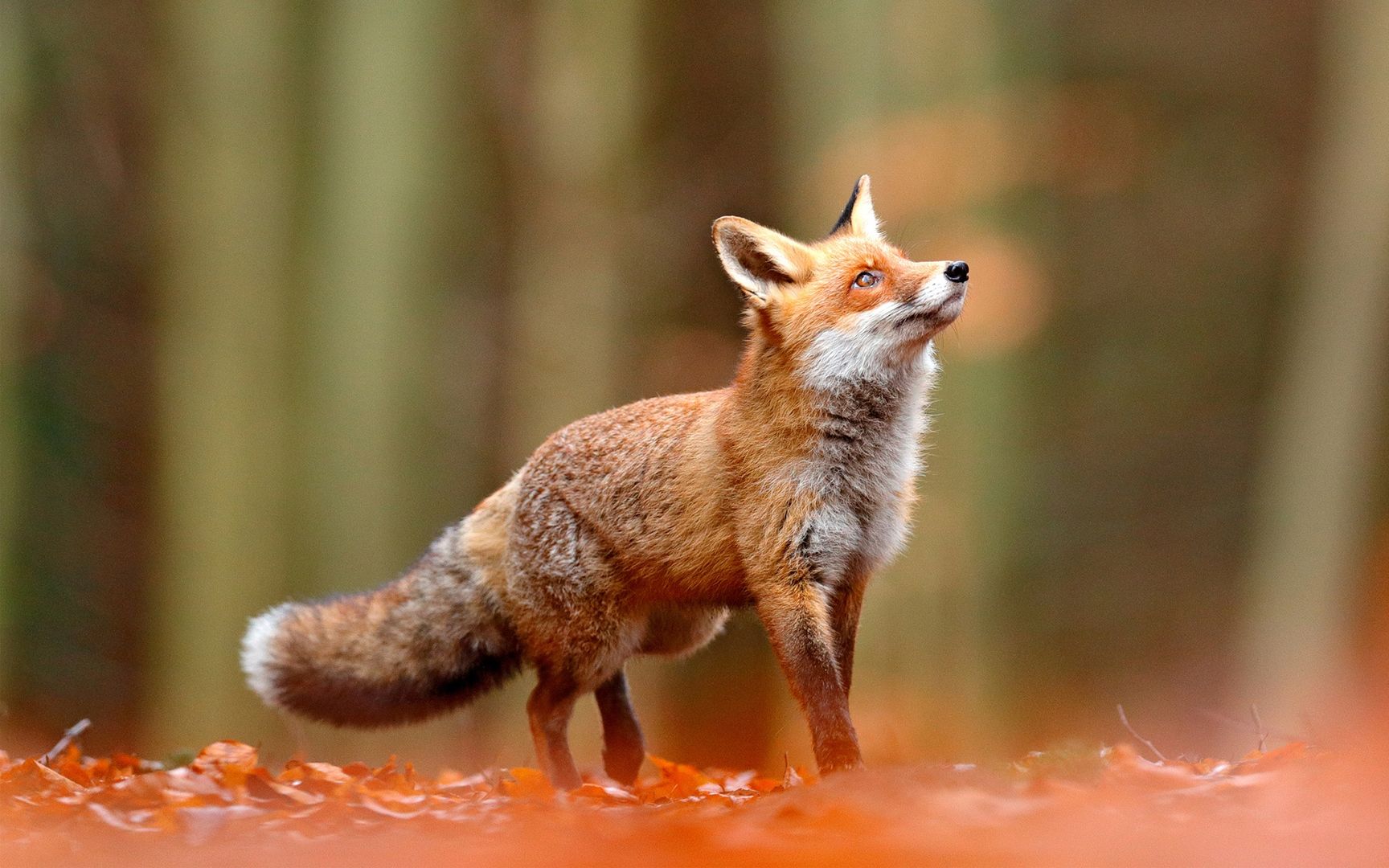 超级可爱的小狐狸毛茸茸在野外到处嬉戏