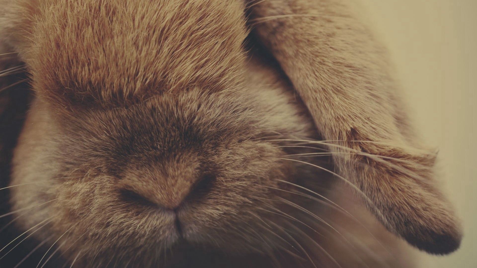 毛绒绒的可爱兔子温顺乖巧模样桌面壁纸