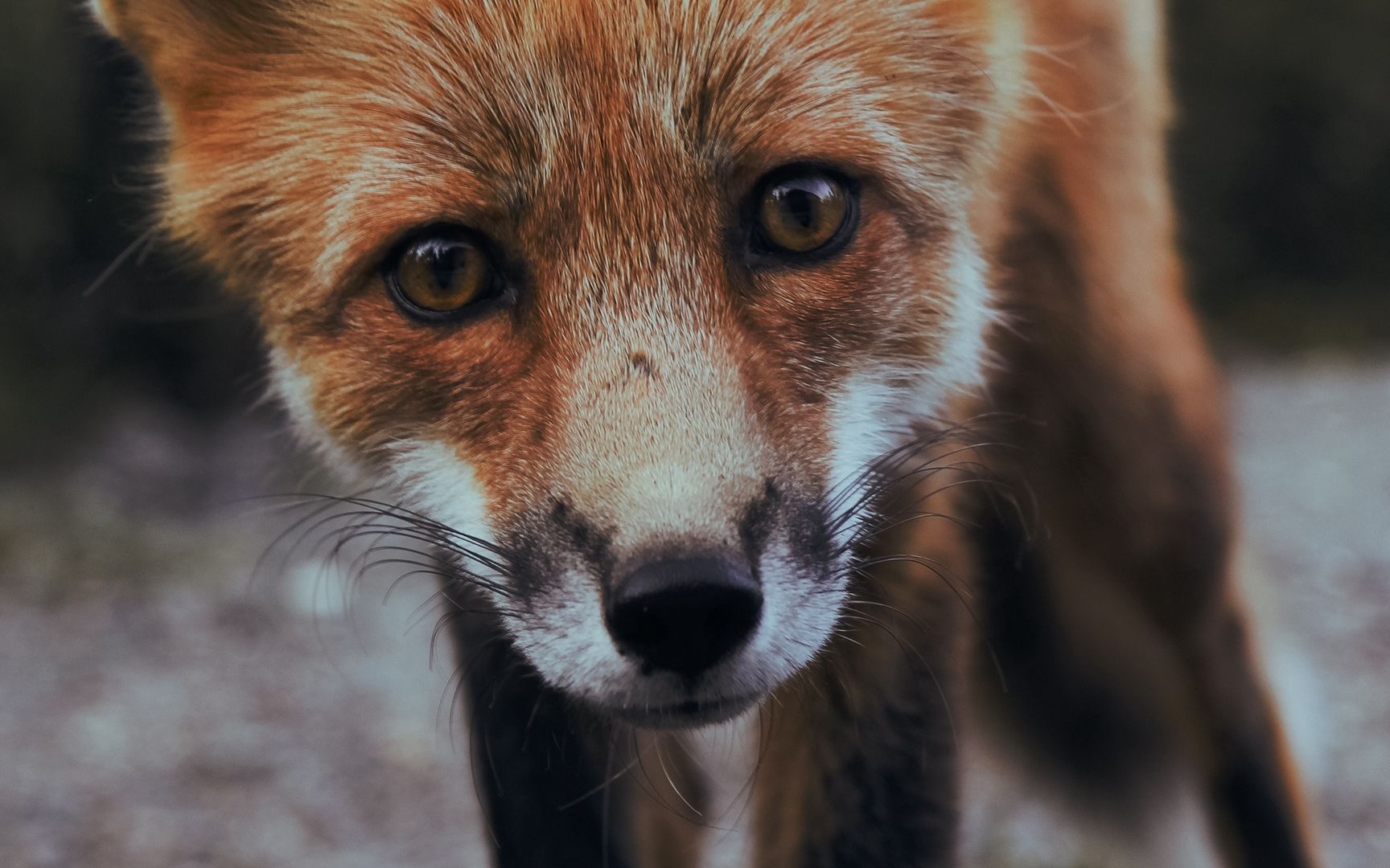 野外嗅觉灵敏的动物狐狸看着挺可爱其实很狡猾