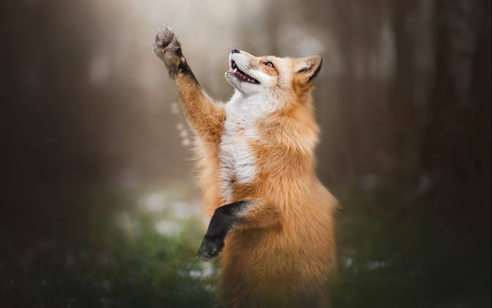 野外嗅觉灵敏的动物狐狸看着挺可爱其实很狡猾