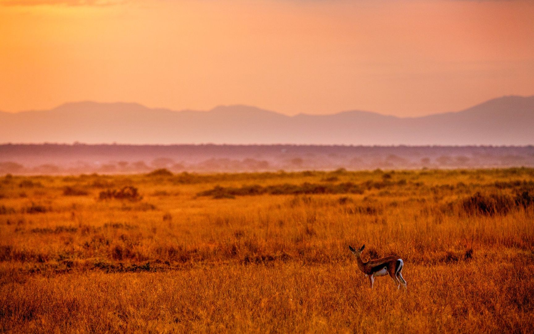 夕阳西下非洲大草原无数生灵自由自在唯美大图