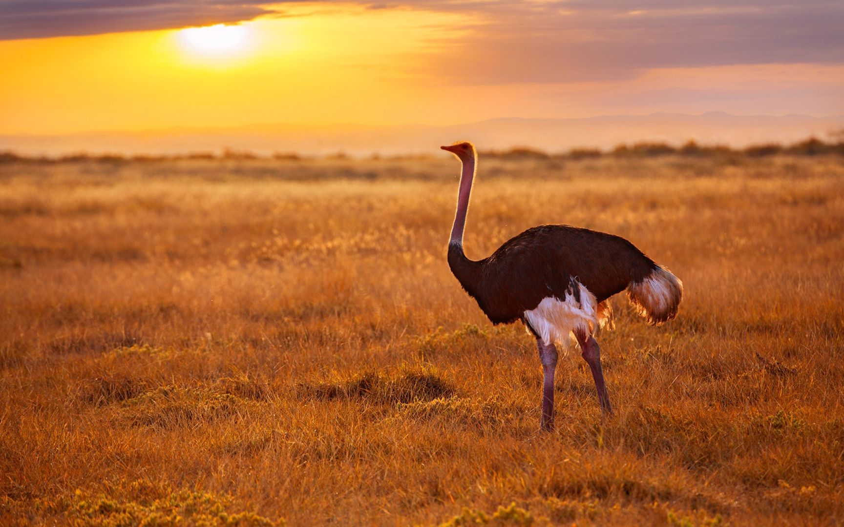夕阳西下非洲大草原无数生灵自由自在唯美大图