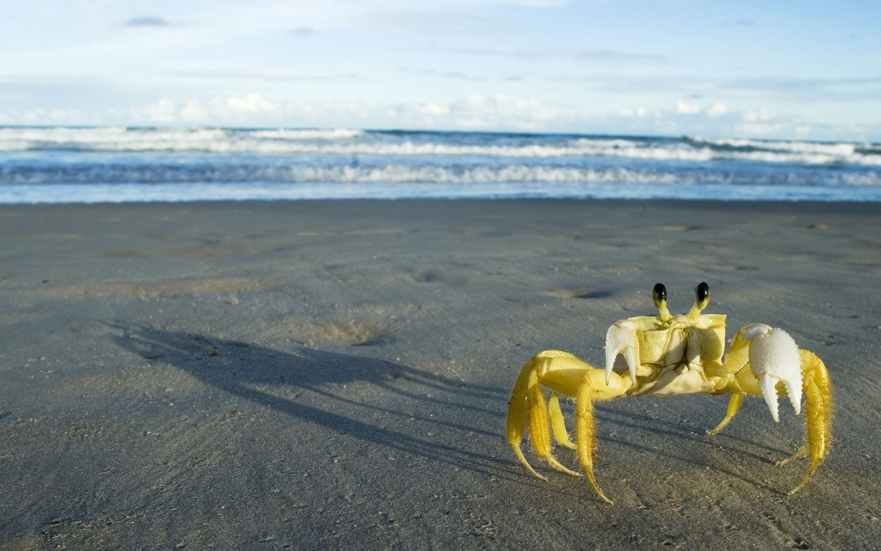 大海边被硬壳保护着的螃蟹悠闲高清桌面壁纸