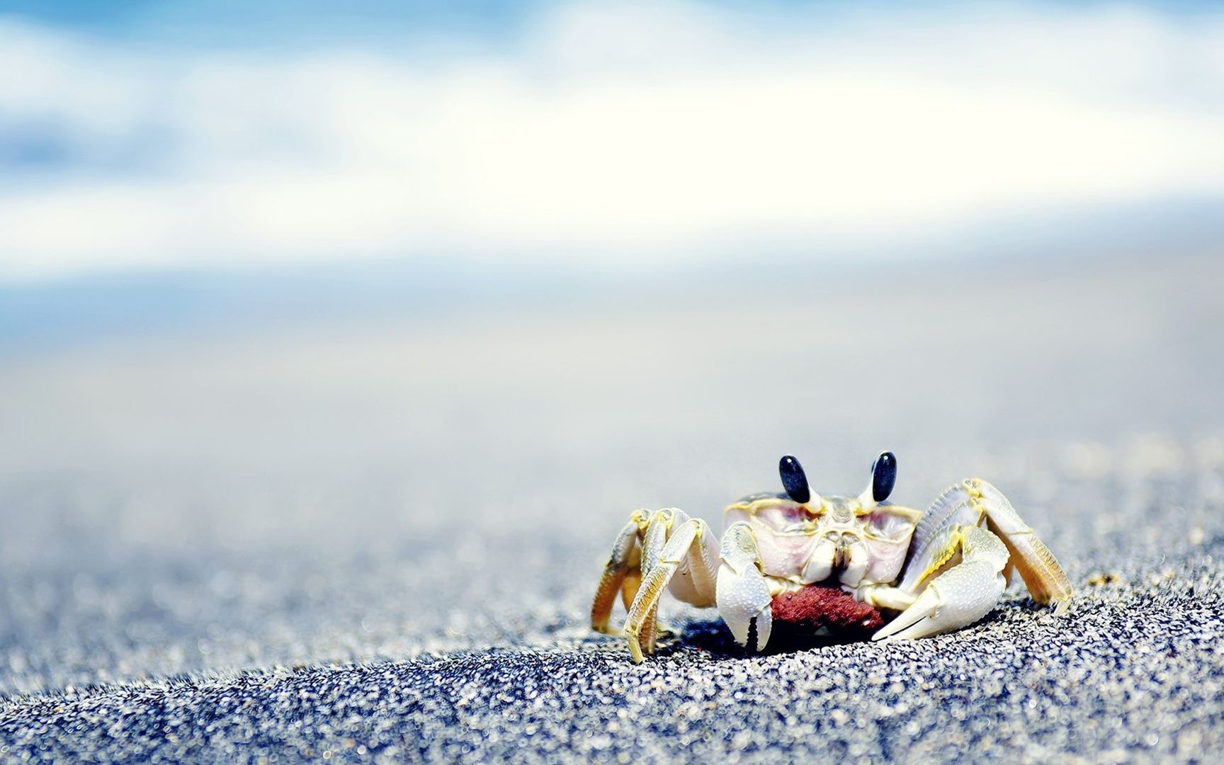 大海边被硬壳保护着的螃蟹悠闲高清桌面壁纸