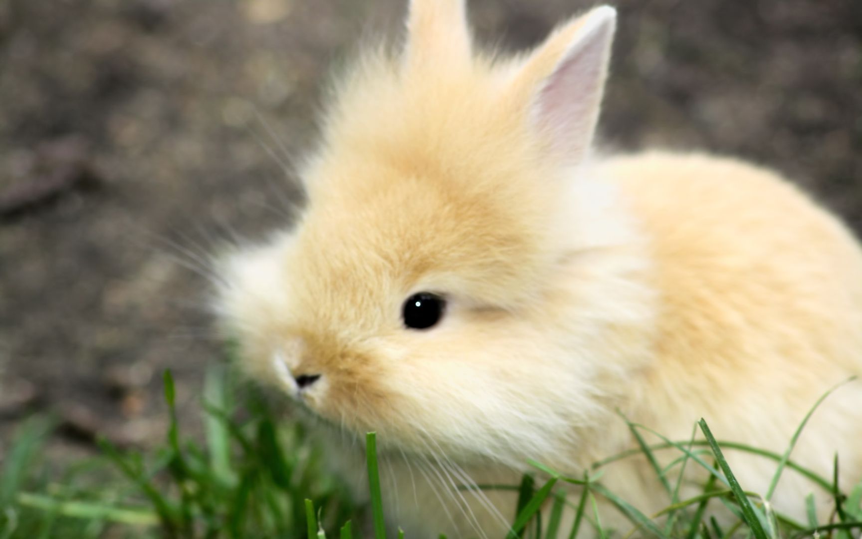 乖巧小兔子全身毛绒绒的真的很可爱