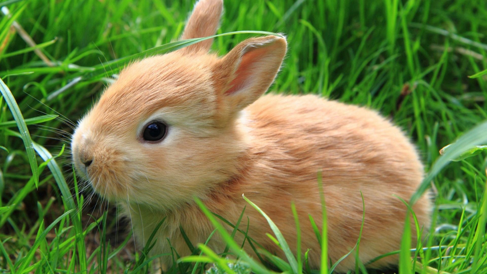可爱的小兔子全身毛绒绒呆萌眼神高清大图
