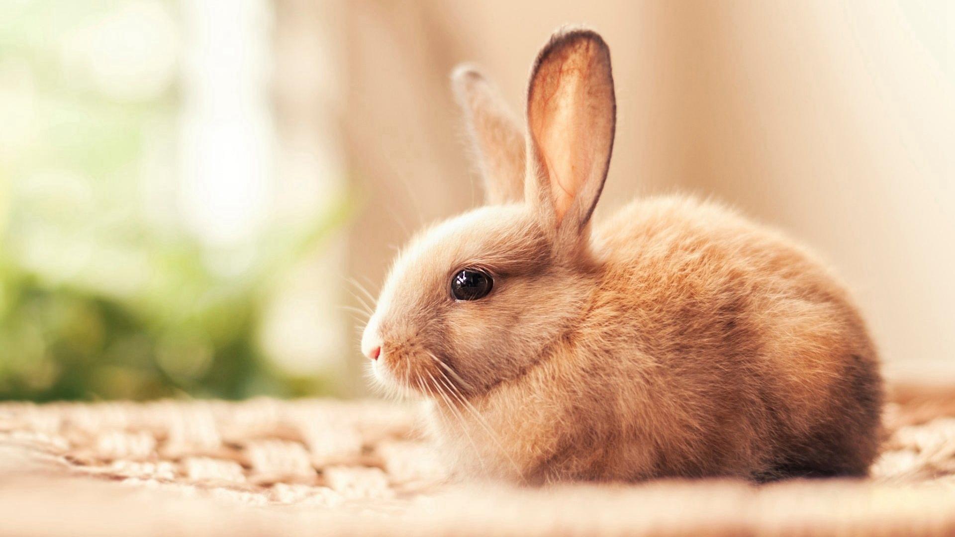 可爱的小兔子全身毛绒绒呆萌眼神高清大图