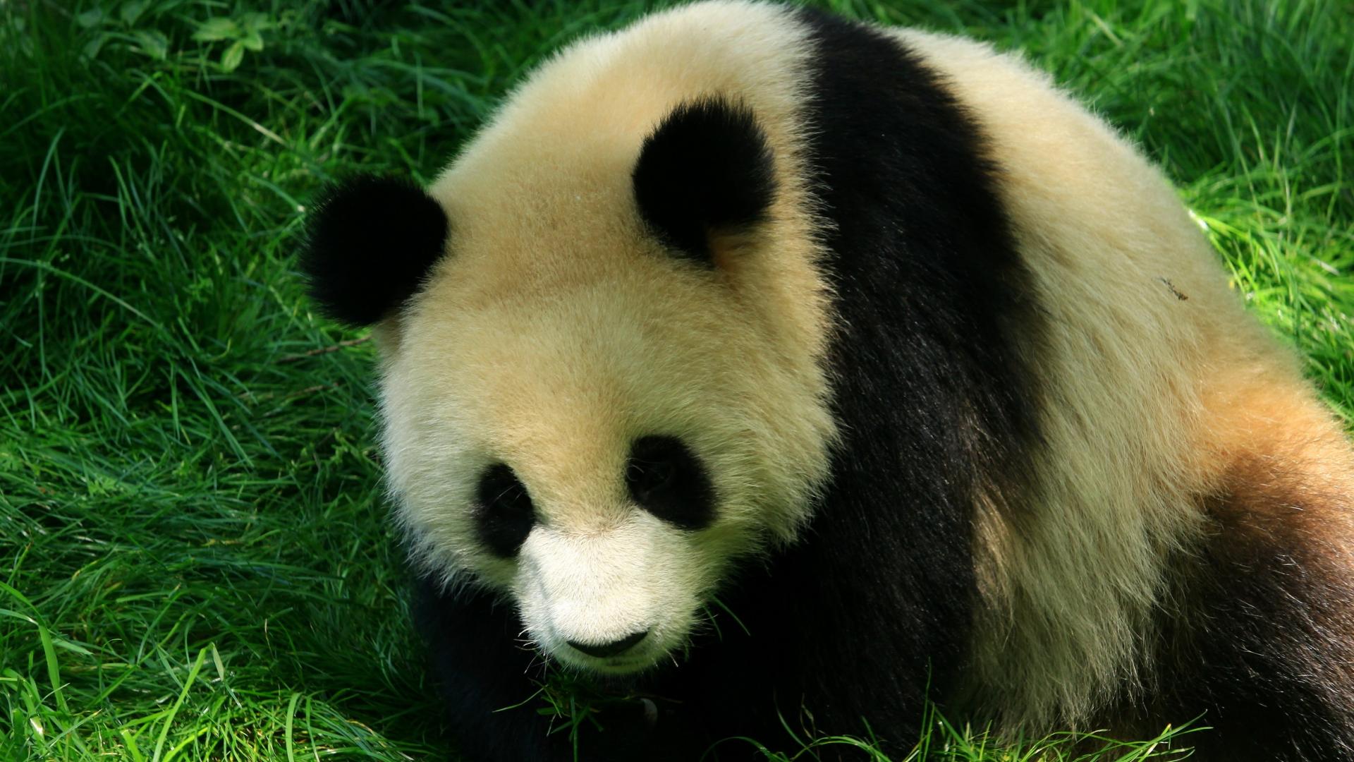 国宝大熊猫憨态可掬外表大大黑眼圈桌面壁纸